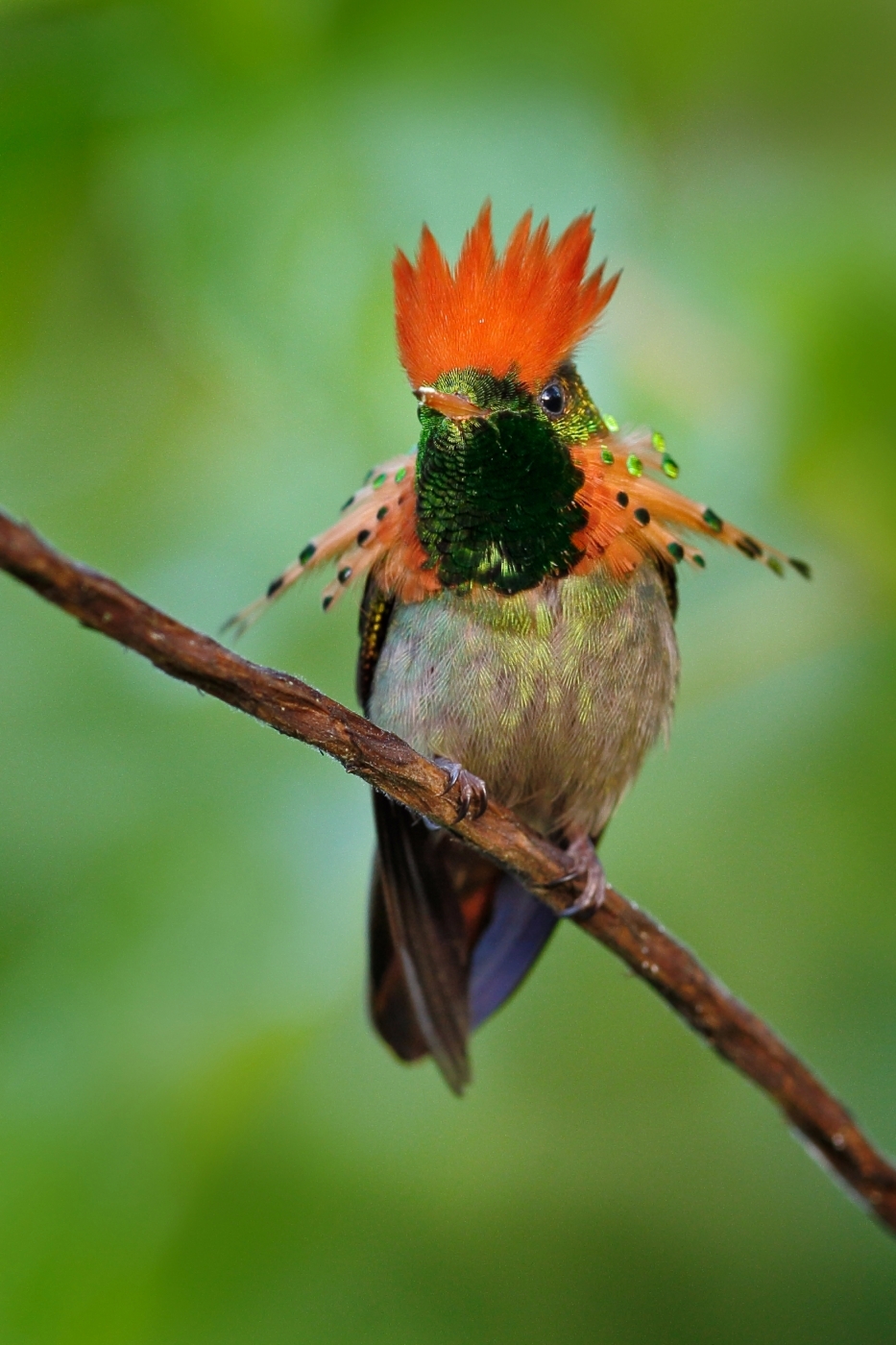 <p><strong>Kolibřík ozdobný</strong> <em>(Lophornis ornatus)</em> s charakteristickým oranžovým límcem.</p>