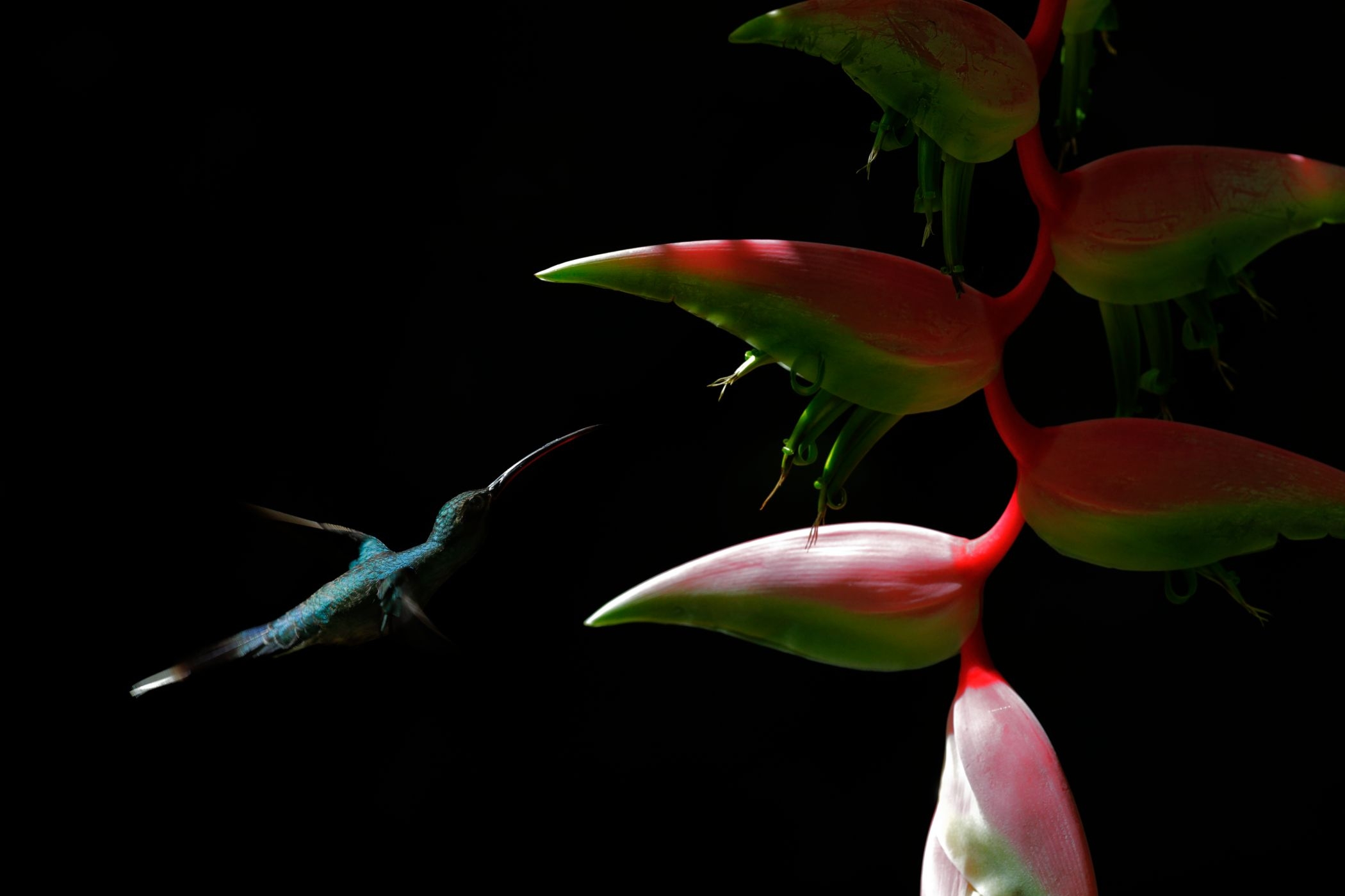 <p><strong>Kolibřík šedobřichý</strong> <em>(Phaethornis guy)</em> u květu rostliny rodu <em>Heliconia.</em></p>