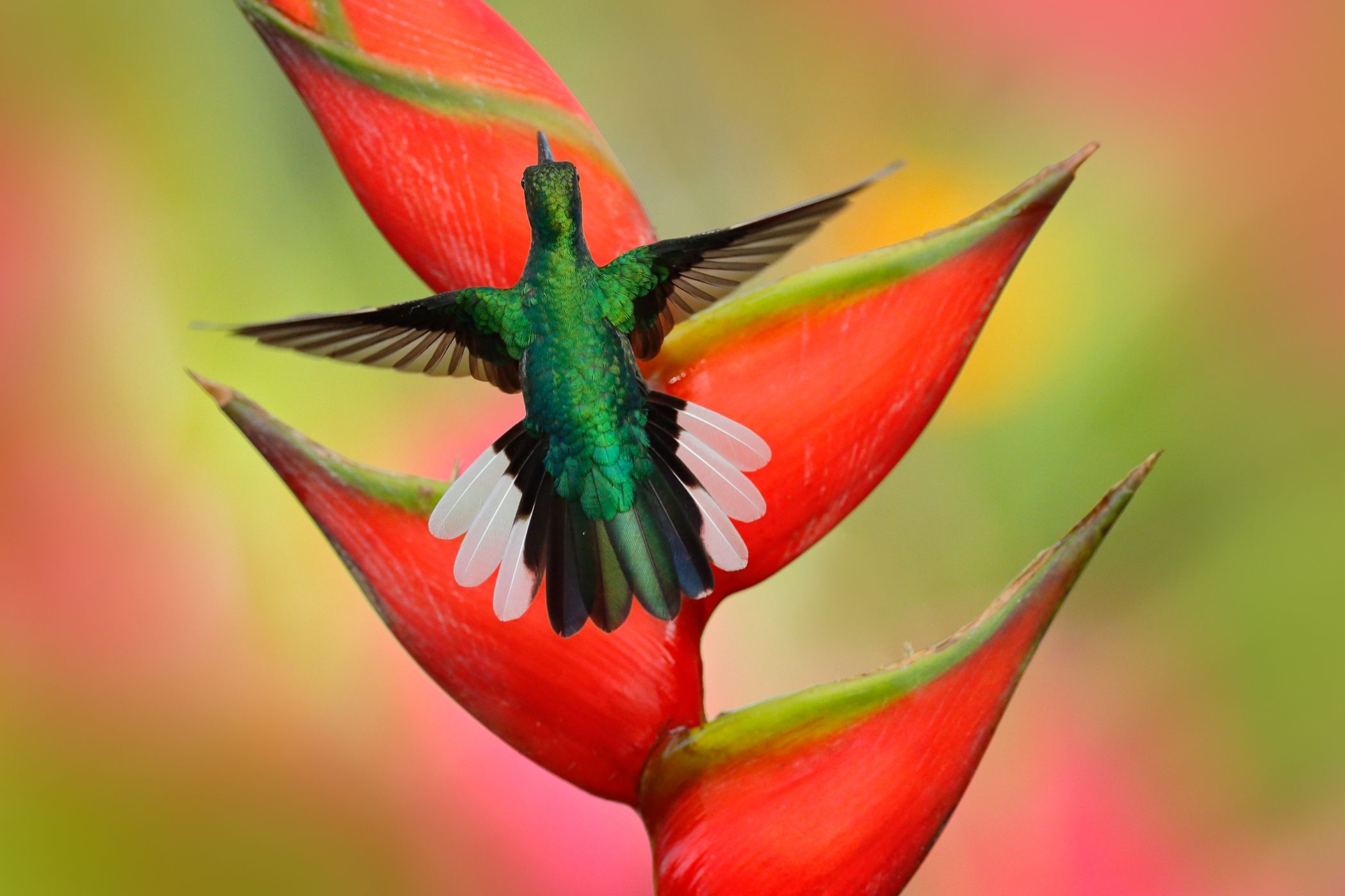 <p><strong>Kolibřík běloocasý</strong> <em>(Campylopterus ensipennis)</em> je jednoznačně nejvzácnějším kolibříkem na ostrovech Trinidad a Tobago.</p>