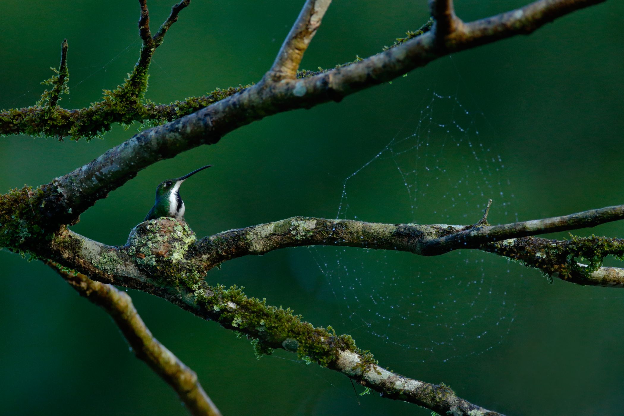 <p>Hnízdící <strong>kolibřík tropický</strong> <em>(Anthracothorax nigricollis).</em></p>
