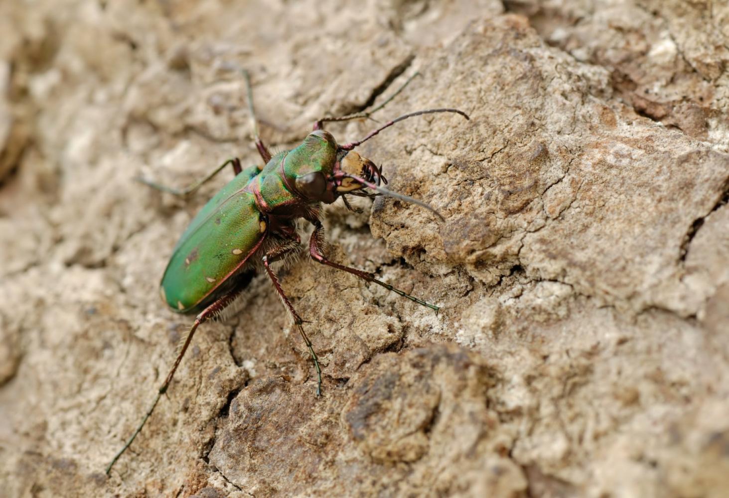 <p>Brouk <strong>svižník</strong> <em>(Cicindela campestris)</em> za sekundu uběhne vzdálenost, která odpovídá 120násobku délky jeho těla. Znamená to, že vlastně běží poslepu.</p>