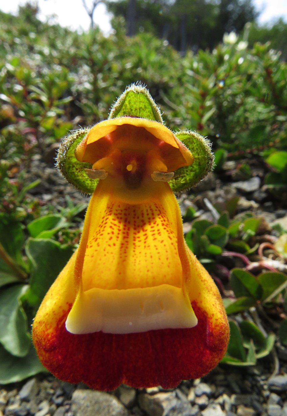 <p><strong>Horský pantoflíček</strong> <em>(Calceolaria uniflora)</em> v národním parku Torres del Paine.</p>