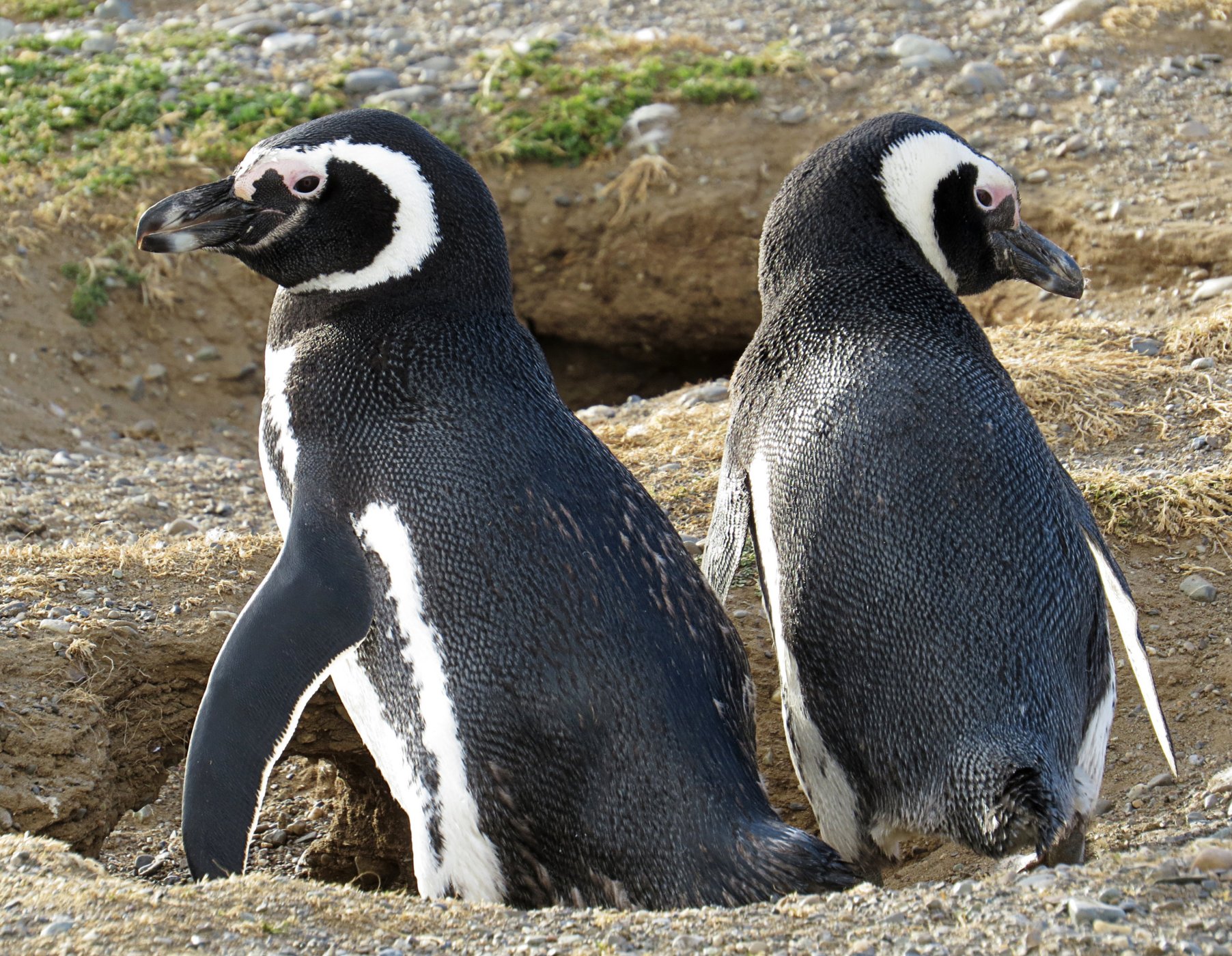 <p><strong>Tučňáci magellanští</strong> <em>(Spheniscus magellanicus)</em> na ostrově <strong>Ilha Magdalena</strong> nedaleko Punta Arenas.</p>