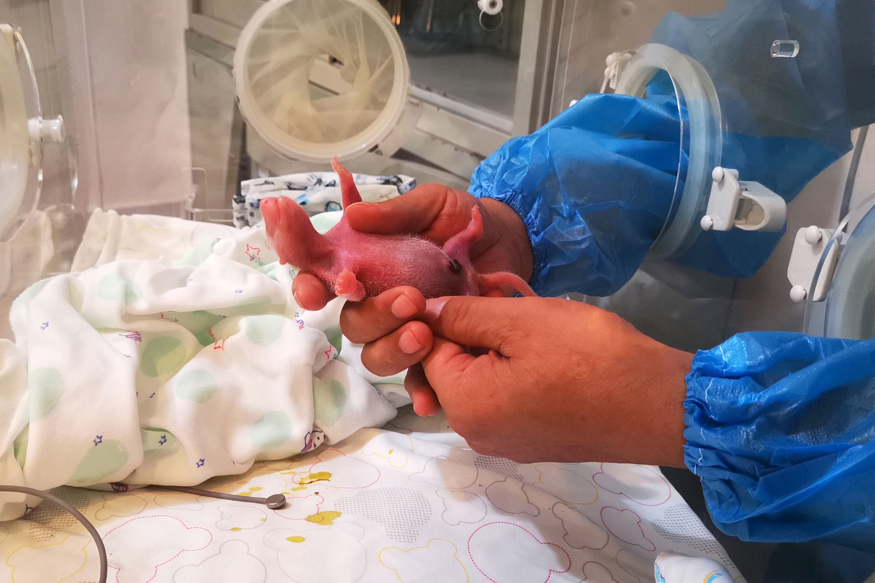 <p>Díky inkubátorům se dospělosti dočkají i mláďata, která by v přírodě nepřežila. Páření je u pand vzácné a mláďat se rodí málo.</p>