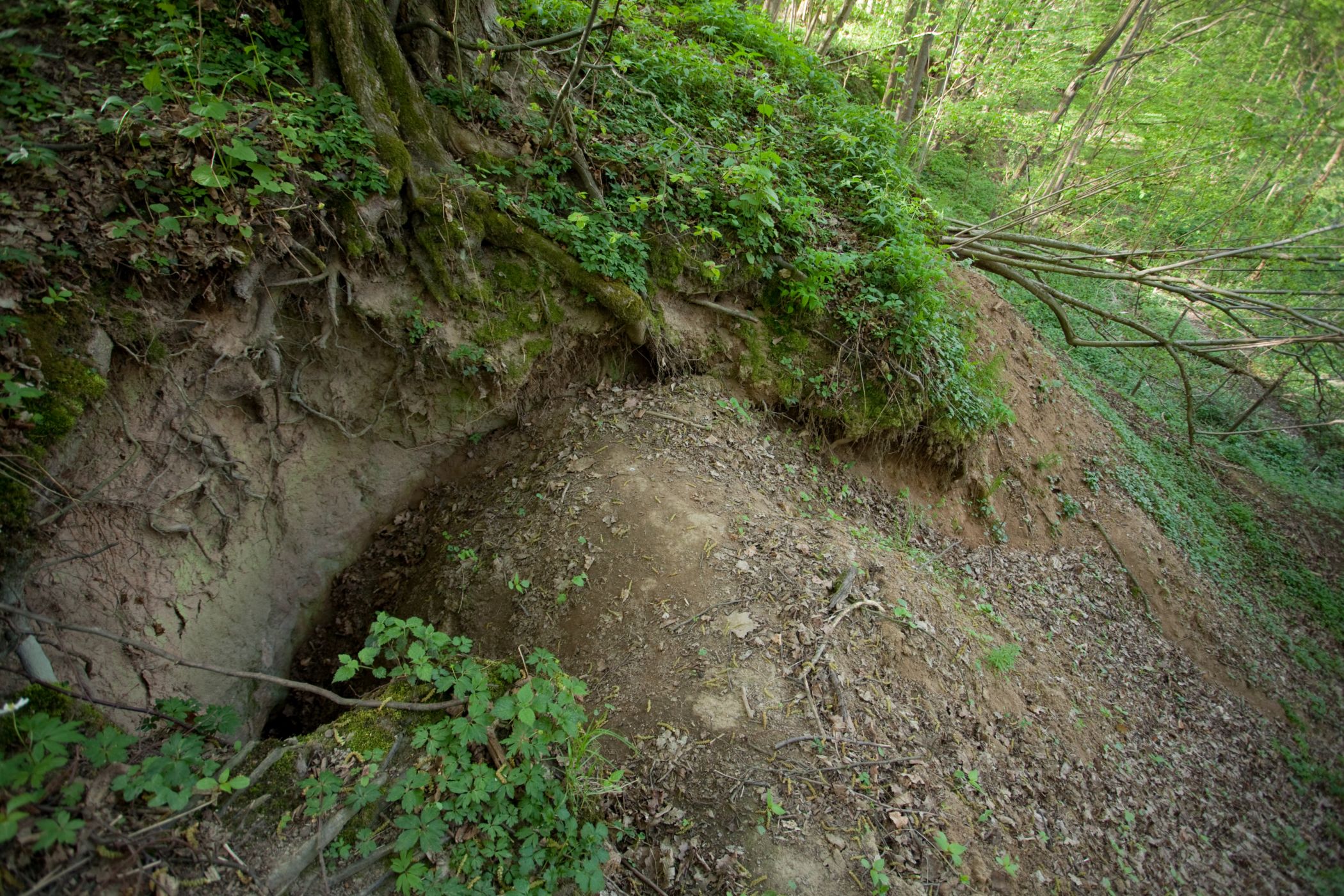 <p>Příbytek jezevce lesního neboli „hrad“, má několik vstupů (tzv. vsuků). Ty jsou nejčastěji umístěné ve stráni na rozhraní dvou ze tří biotopů: les, pole, louka.</p>
