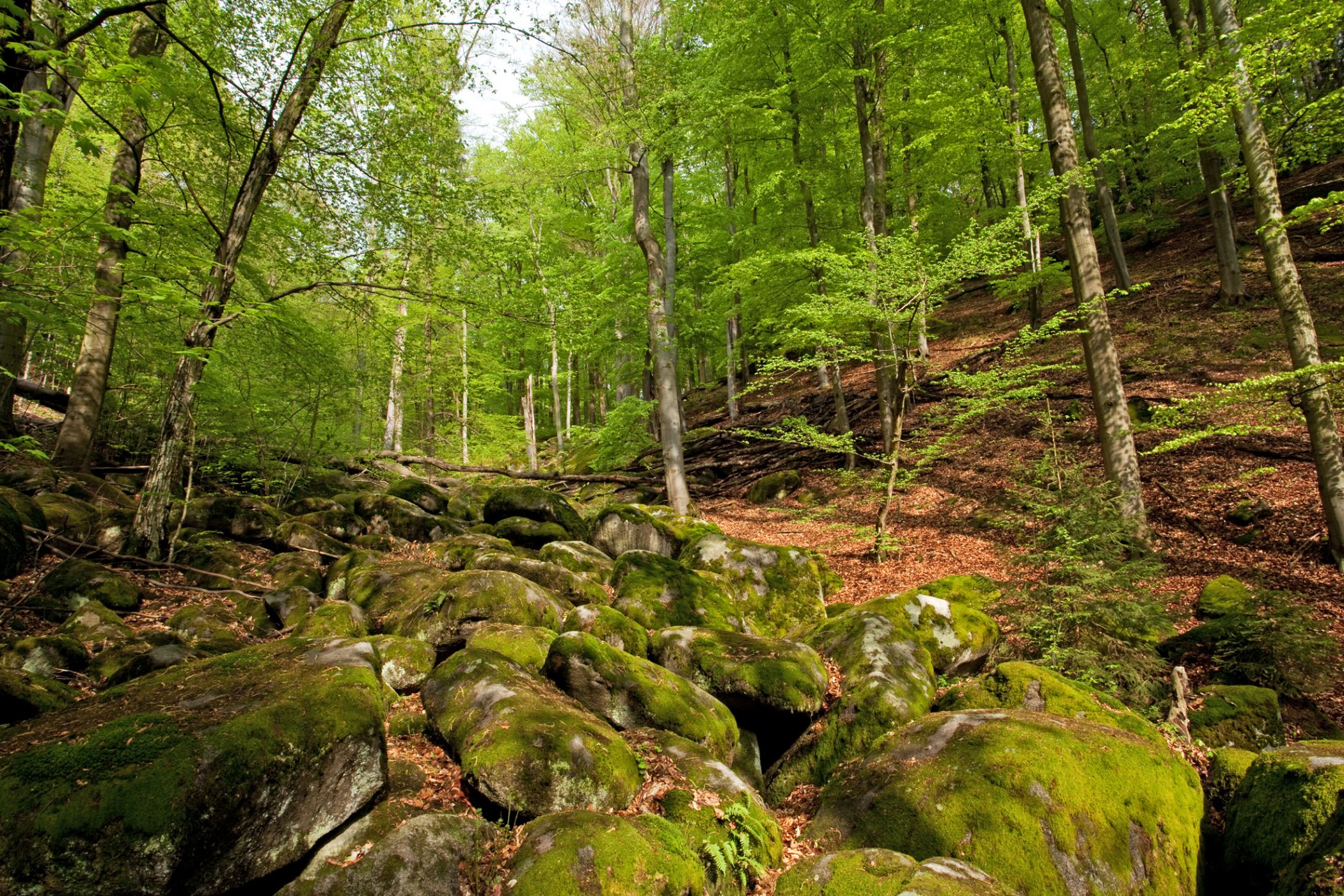 <p>Jeden z přirozených a jezevcem mnohdy vyhledávaných biotopů. Bučina, kde je k dispozici mnoho přirozených úkrytů.</p>
