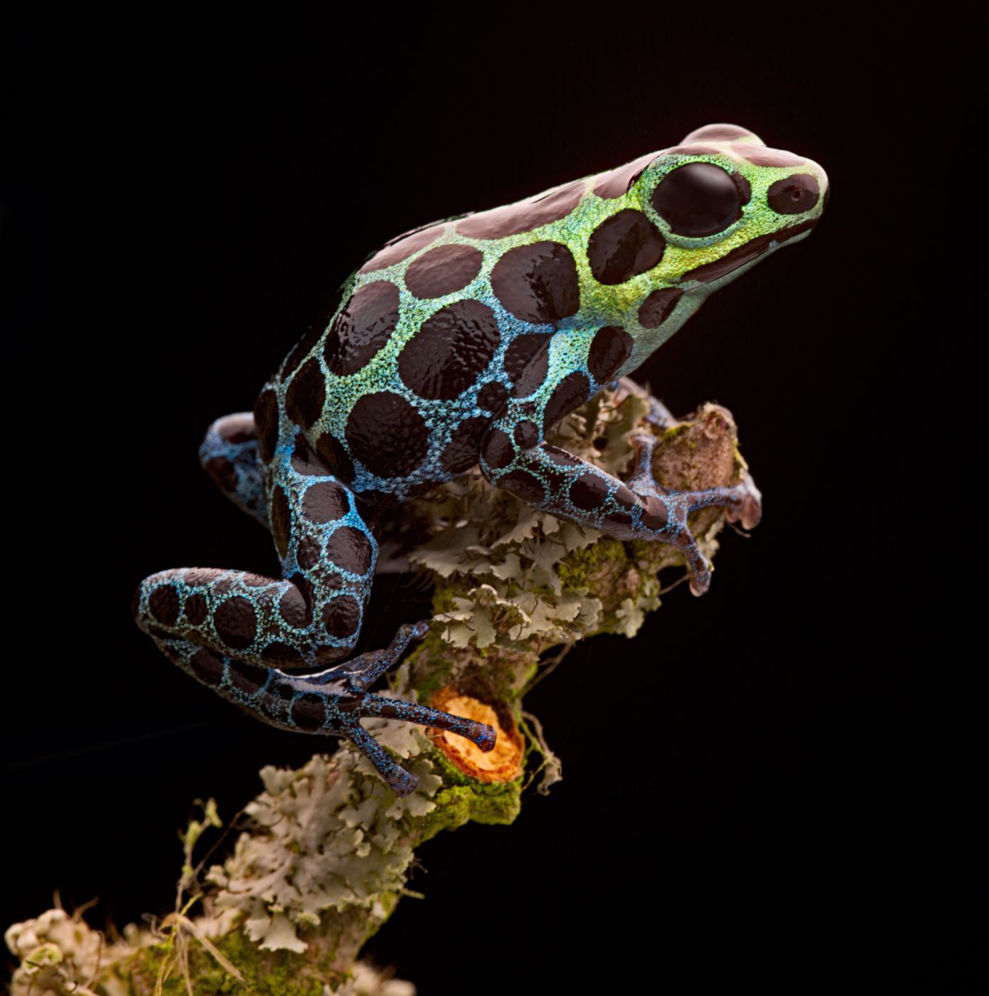<p><strong>Pralesnička proměnlivá</strong> <em>(Ranitomeya variabilis)</em> žije v Ekvádoru a Peru – v oblasti východních And. </p>