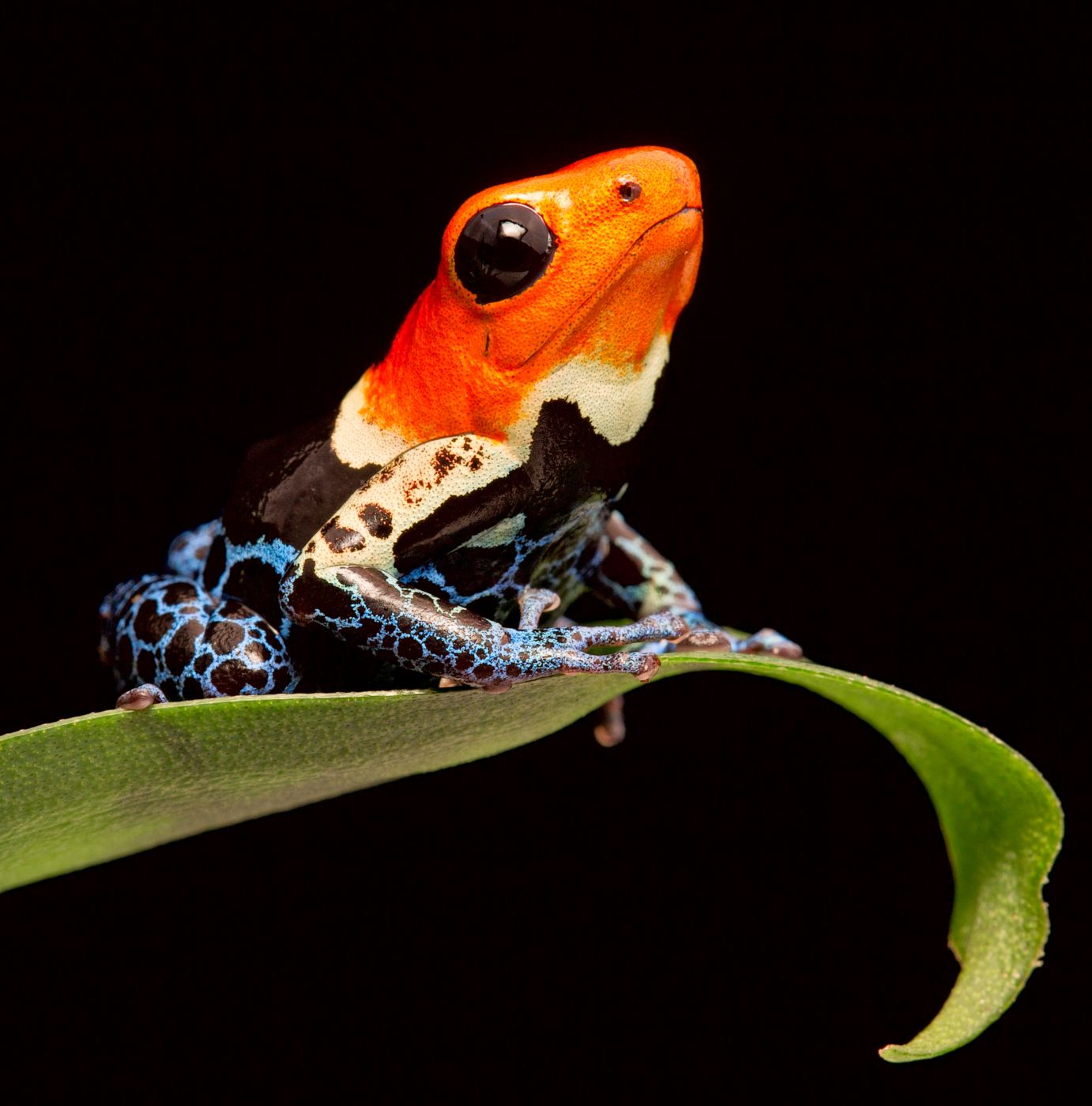 <p><strong>Pralesnička fantastická</strong> <em>(Ranitomeya fantastica)</em> pochází se severní části centrálního Peru, kde žije v nadmořských výškách od cca 150 do 900 metrů.</p>