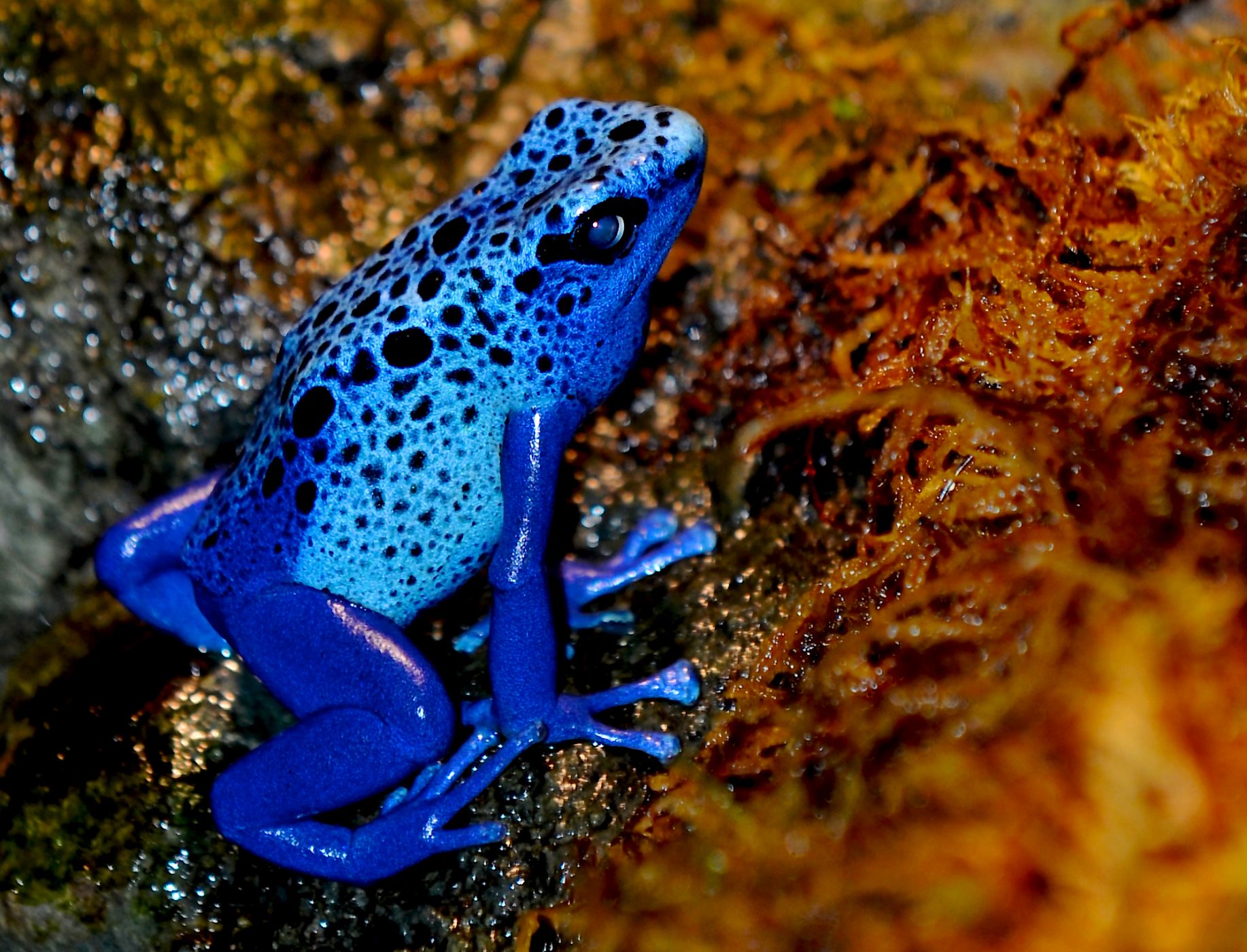 <p><strong>Pralesnička azurová</strong> <em>(Dendrobates azureus)</em> je velice teritoriální a agresivní i vůči příslušníkům vlastního druhu. Žije v Surinamu, Francouzské Guyaně, Guyaně a severní Brazílii.</p>