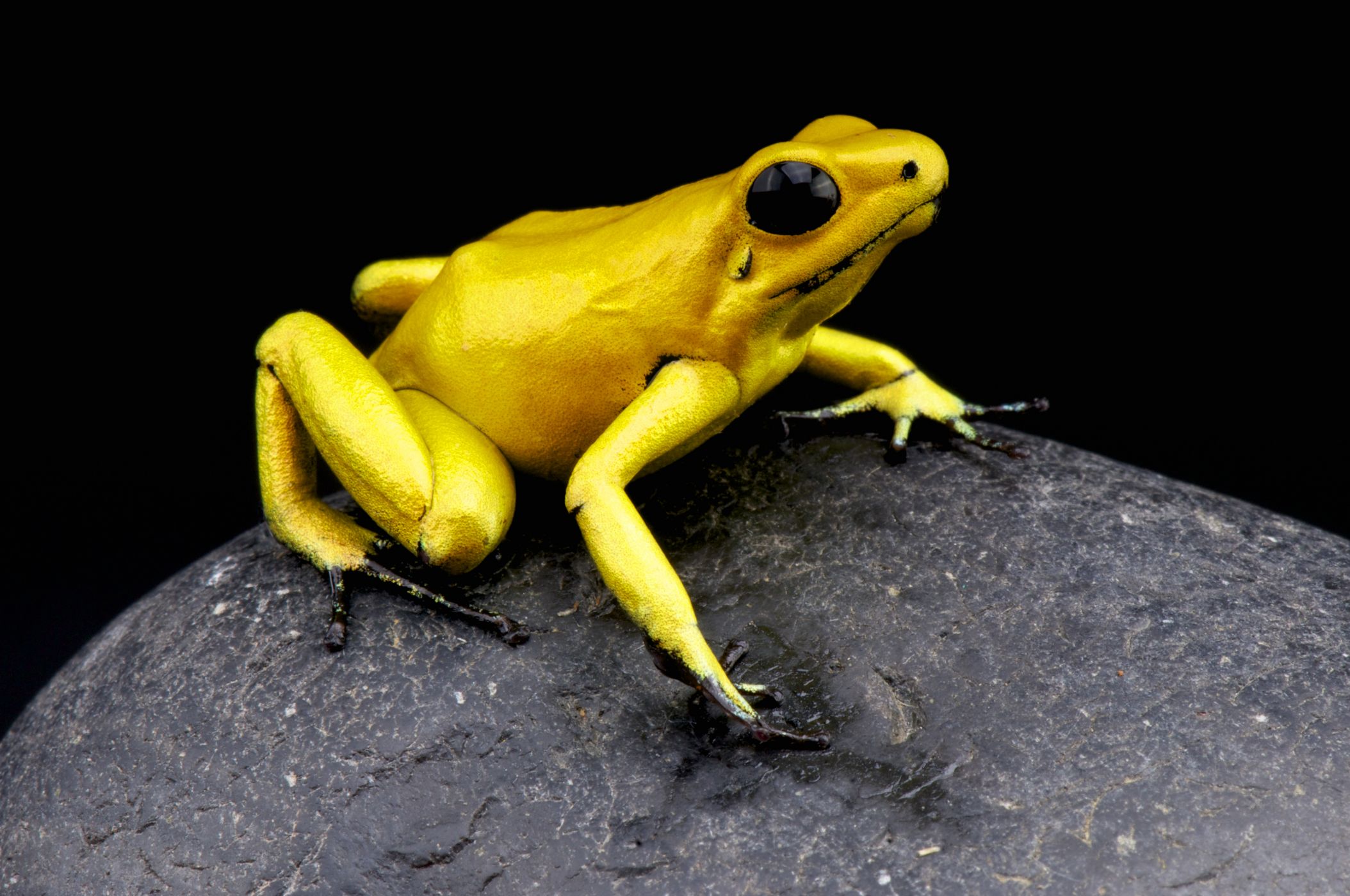 <p><strong>Pralesnička strašná</strong> <em>(Phyllobates terribilis)</em> je sice nejjedovatější z pralesničkovitých, ale rozhodně nepatří mezi nejpestřeji zbarvené. Žije v malé oblasti na pobřeží Kolumbie, kde její led po staletí využívali indiáni kmene Emberá.</p>