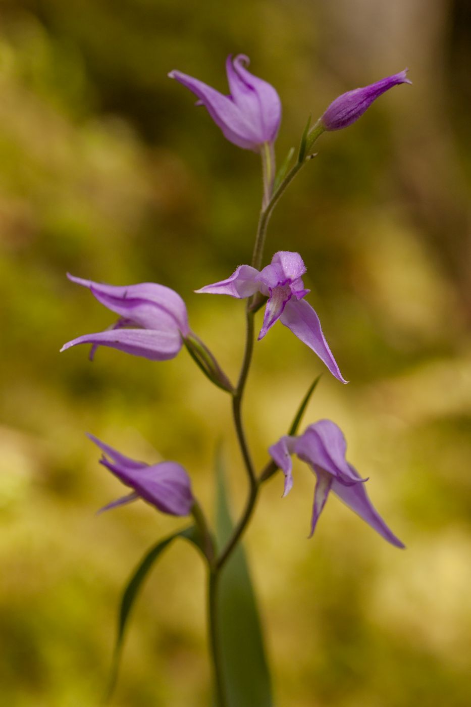 <p>Jednou z orchidejí, kterou v Julských alpách potkáte téměř na každém kroku, je <strong>okrotice červená</strong> <em>(Cephalanthera rubra). (foto: </em><em>Pavel Krásenský)</em></p>