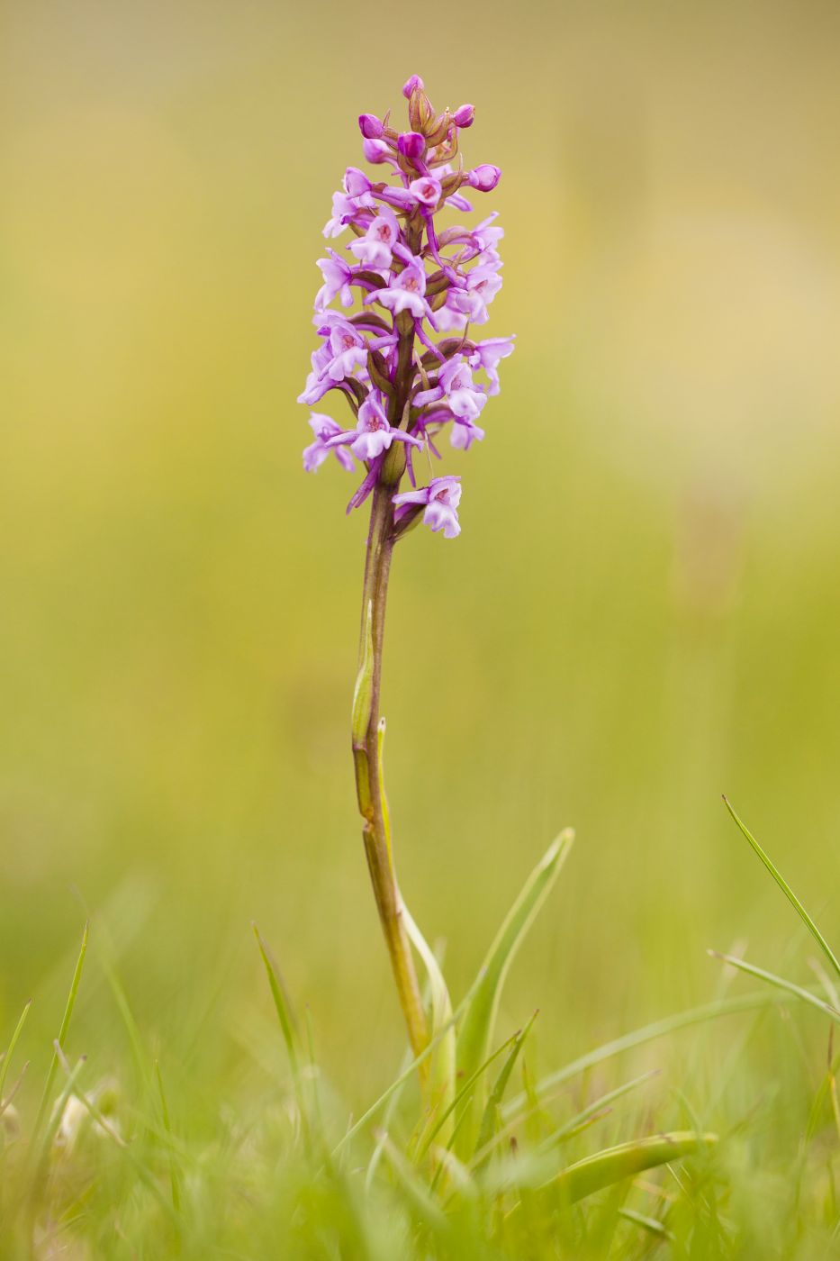 <p>Poměrně malý jedinec <strong>pětiprstky žežulník</strong> <em>(Gymnadenia conopsea)</em>, který rostl na větrem bičovaných stráních v nadmořské výšce kolem 1 700 metrů. <em>(foto: </em><em>Pavel Krásenský)</em></p>