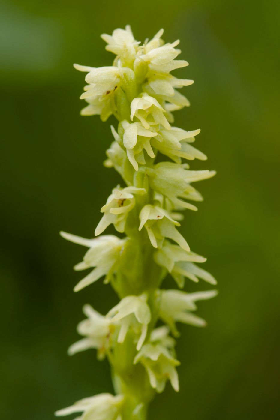 <p><strong>Toříček jednohlízný</strong> <em>(Herminium monorchis)</em> na první pohled orchidej ani nepřipomíná. <em>(foto: </em><em>Pavel Krásenský)</em></p>