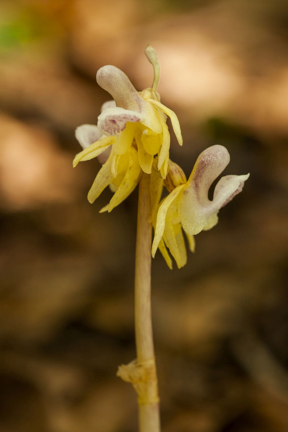 <p>Zcela výjimečnou orchidejí, která nezřídka kvete i pod zemí, je <strong>sklenobýl bezlistý</strong> <em>(Epipogium aphyllum). </em><em>(foto: </em><em>Pavel Krásenský)</em></p>