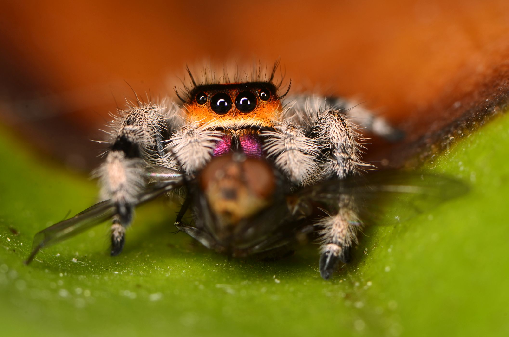 <p>Největší druh čeledi skákavkovitých s příznačným názvem <strong>skákavka královská</strong> <em>(Phidippus regius)</em>. Na fotografii je zachycena samice s kořistí, samci jsou vybarvení černě s kovově lesklými kusadly.</p>