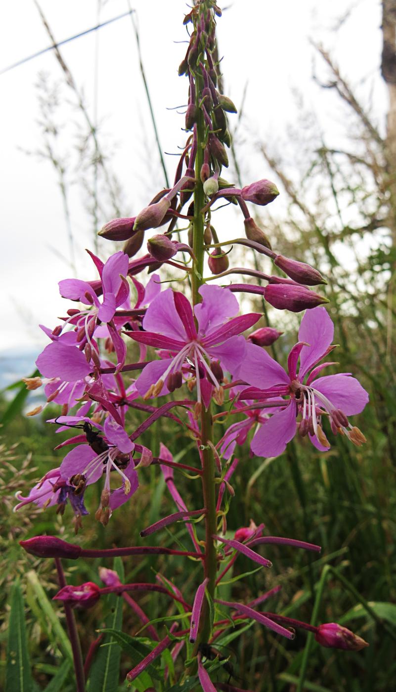 <p>Mezi zástupce květeny Slovenského rudohoří patří i Vrbovka úzkolistá (Epilobium angustifolium).</p>