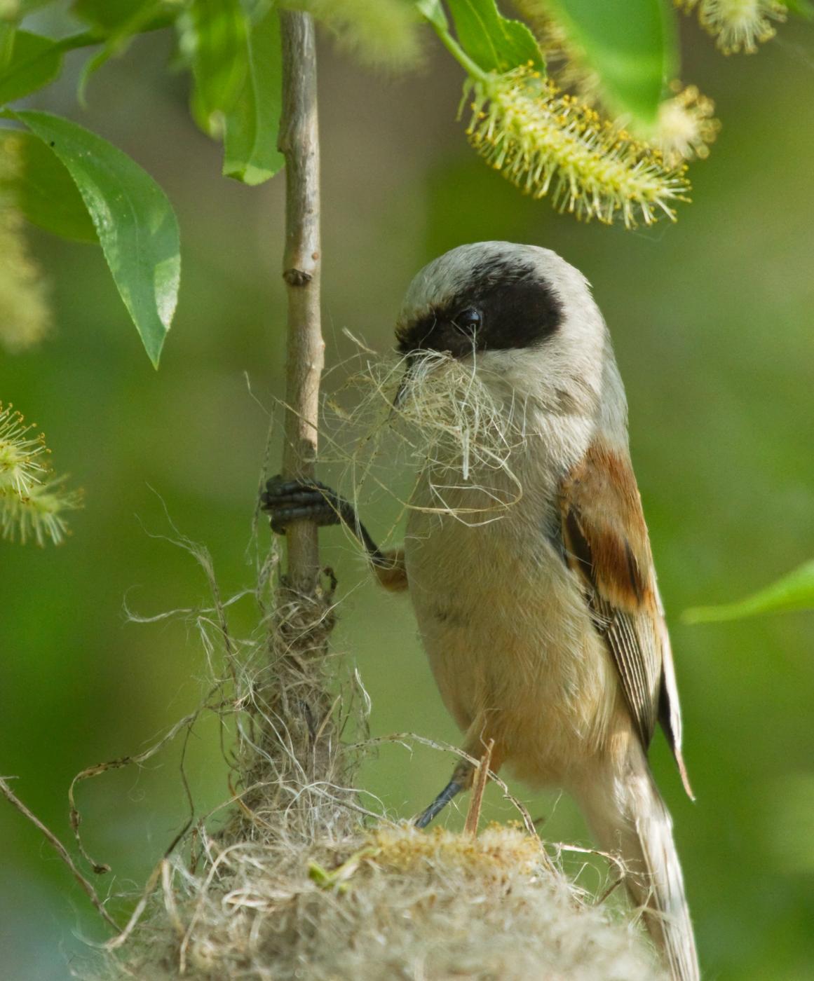 <p>Jemný materiál, které moudivláček temuje do stěn hnízda, slouží jako velmi účinná izolace. <em>(foto: Shutterstock)</em></p>