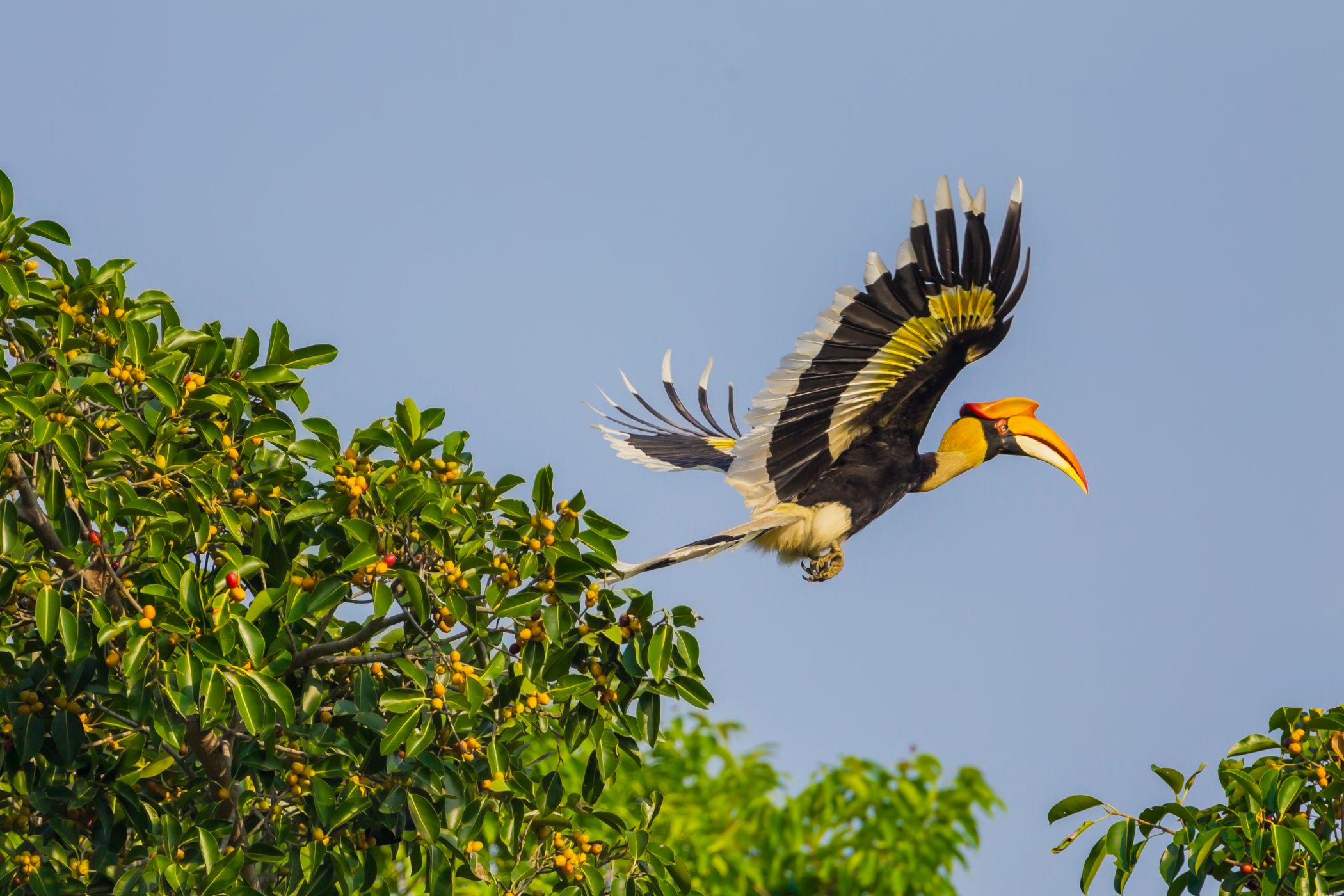 <p>Vzlétající <strong>dvojzoborožec žlutozobý</strong> <em>(Buceros bicornis)</em> zachycený v thajském národním parku Khao Yai. <em>(foto: Shutterstock)</em></p>