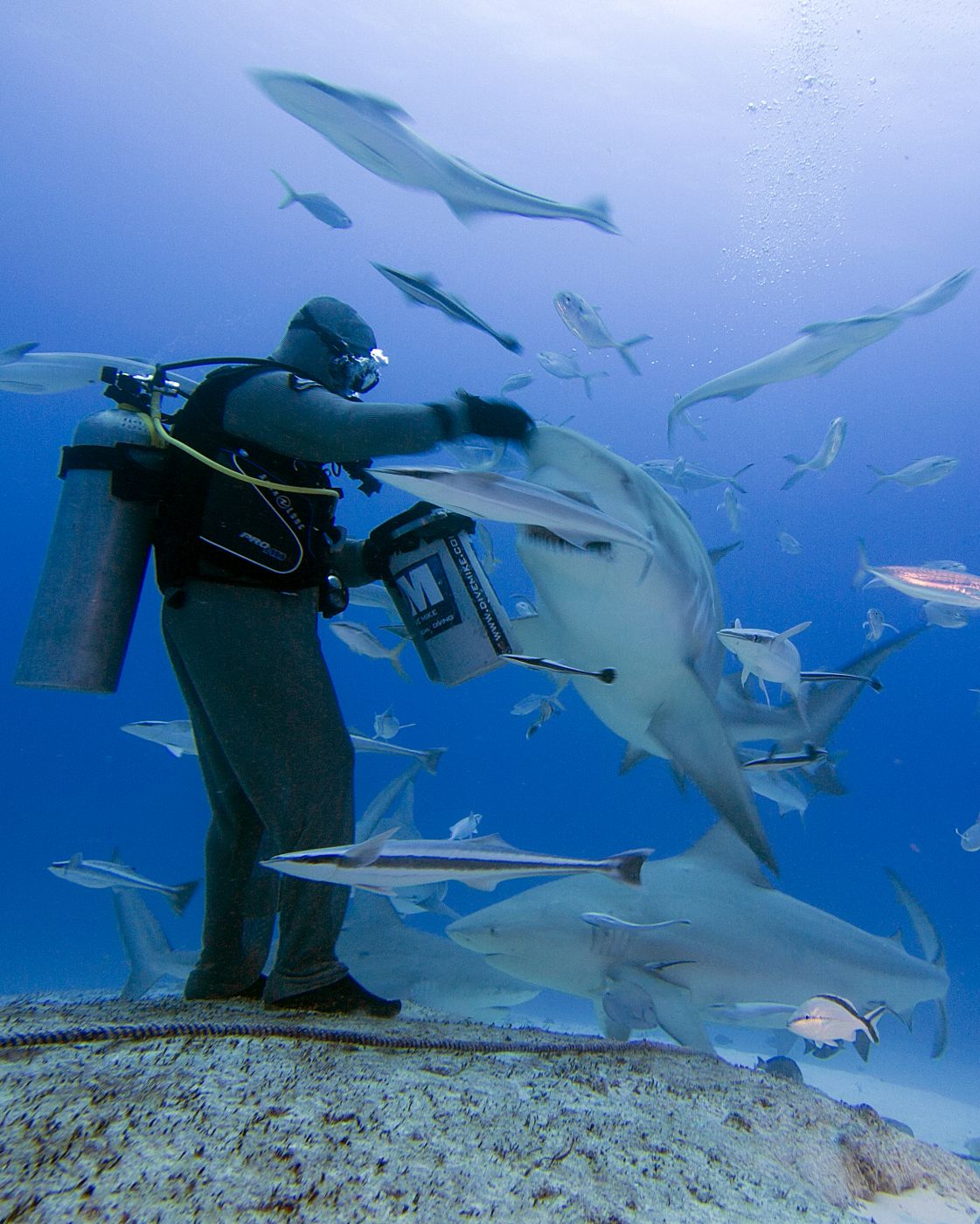 <p>Žralok býčí <em>(Carcharhinus leucas)</em> žije v mělkých pobřežních vodách tropických a subtropických moří po celém světě. V Atlantském oceánu jej najdete u pobřeží od Spojených států po Brazílii a od Maroka po Angolu. V Indickém oceánu žije ve vodách od jižní Afriky po Keňu a od Indie a Vietnamu až po Austrálii. <em>(foto: Nikita Nashipae Loxodonta)</em></p>