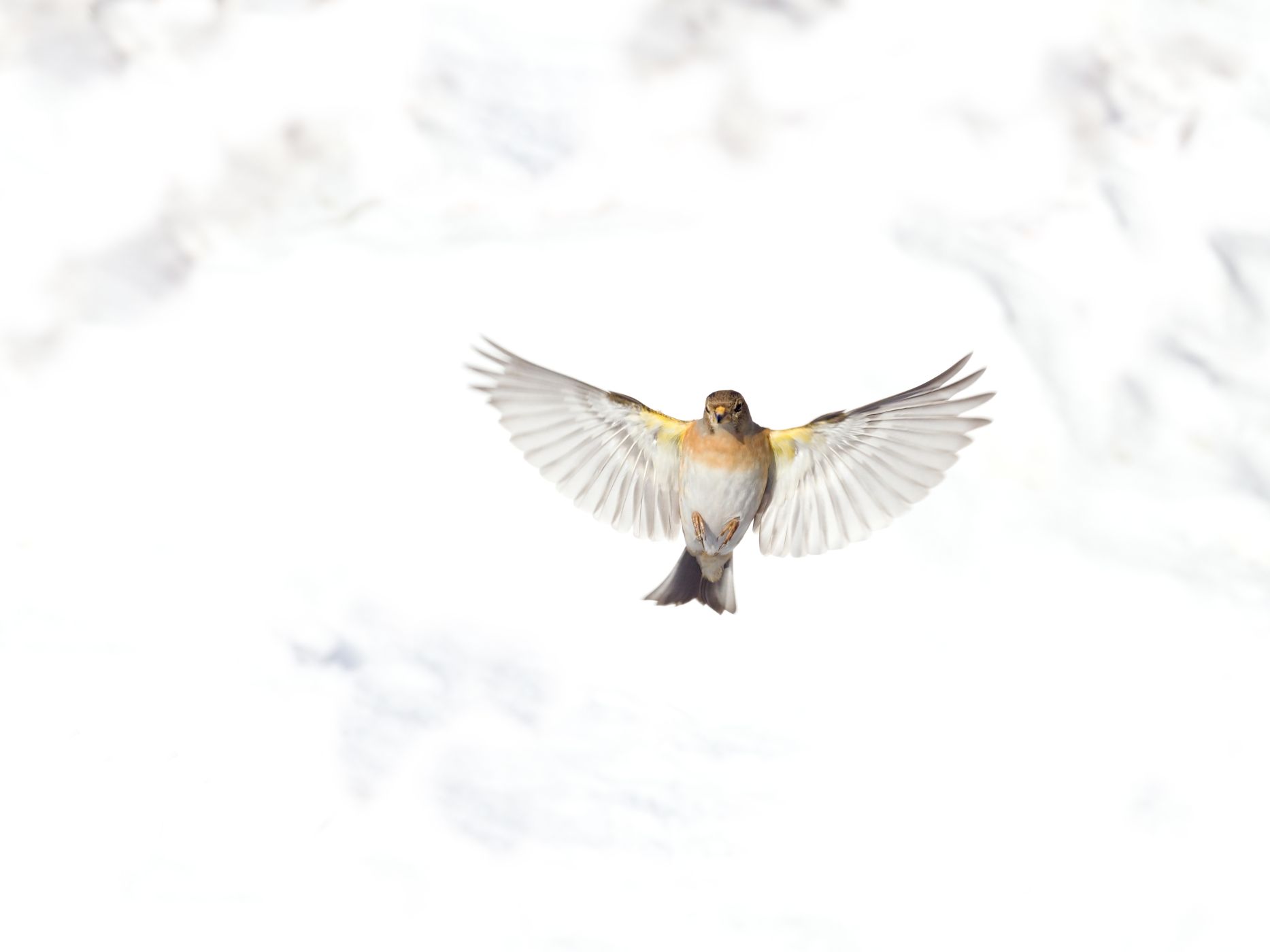 <p>Fotografie pěnkavy jikavce vznikla, když samice přilétala na odsedávací větev umístěnou v zasněženém svahu; f 10, 1/1000 sec, ISO 640, manuální předostření.</p>