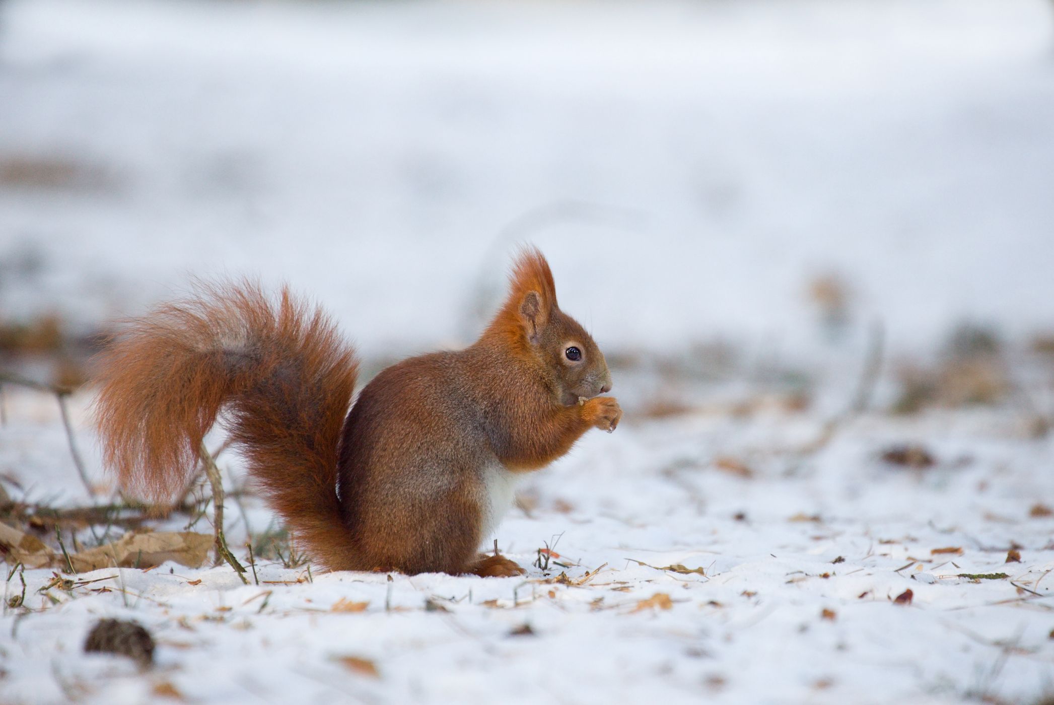 <p>Oko zvířete na fotografii musí být vždycky ostré. Na fotce je veverka obecná.</p>