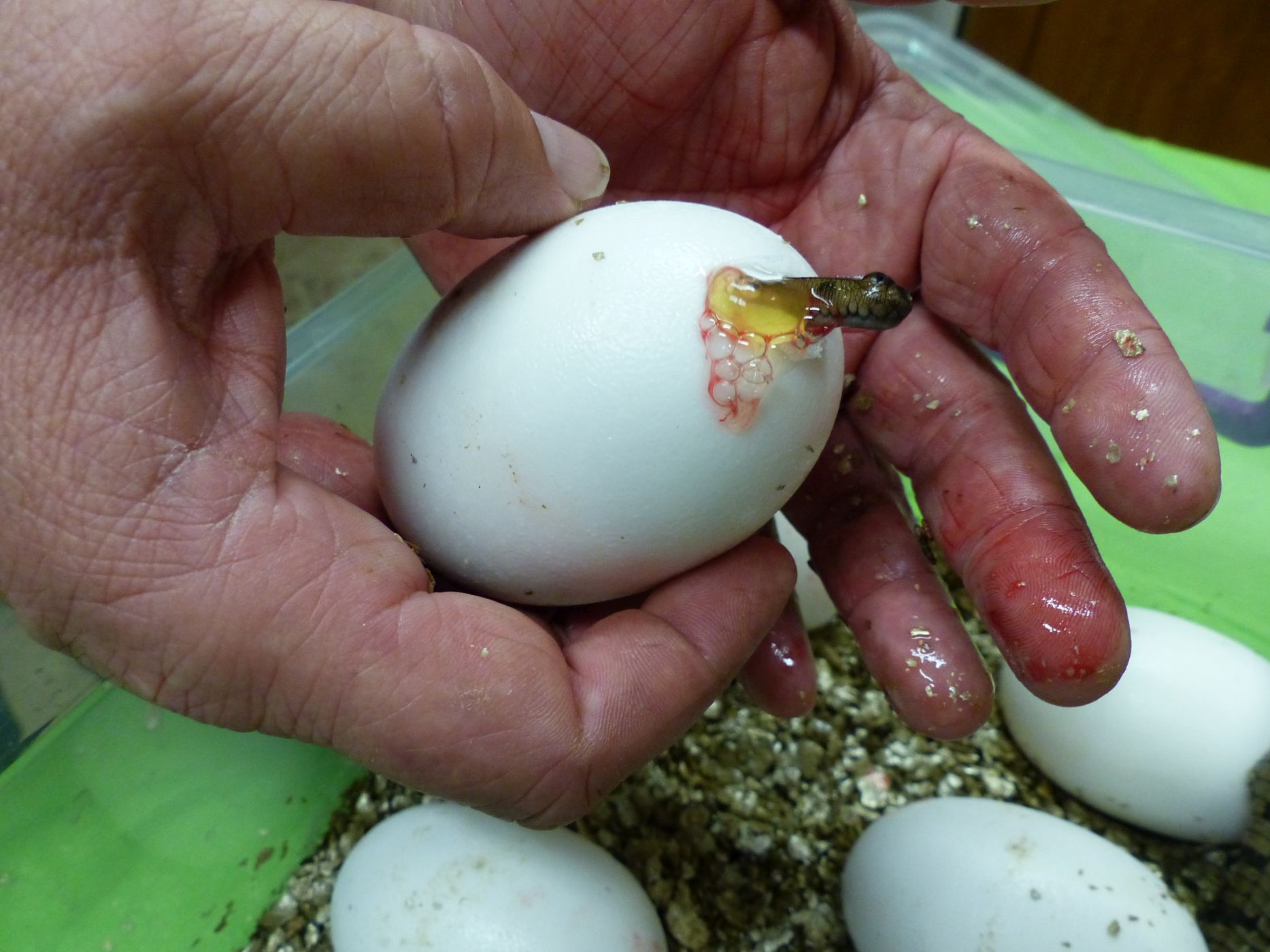 <p>Krokodýlí zoo Protivín chová gaviály indické od roku 2011.</p>