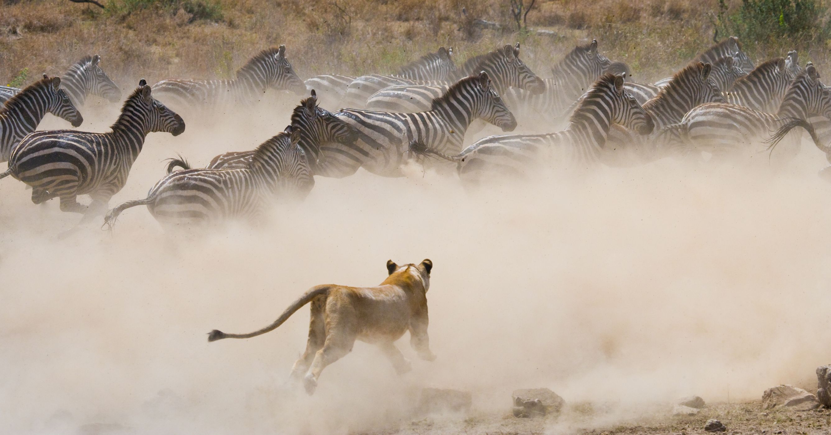 <p>Nechat divočinu jen divokým zvířatům je bohužel záměr vycházející z neznalosti historie. <em>(foto: Shutterstock)</em></p>
