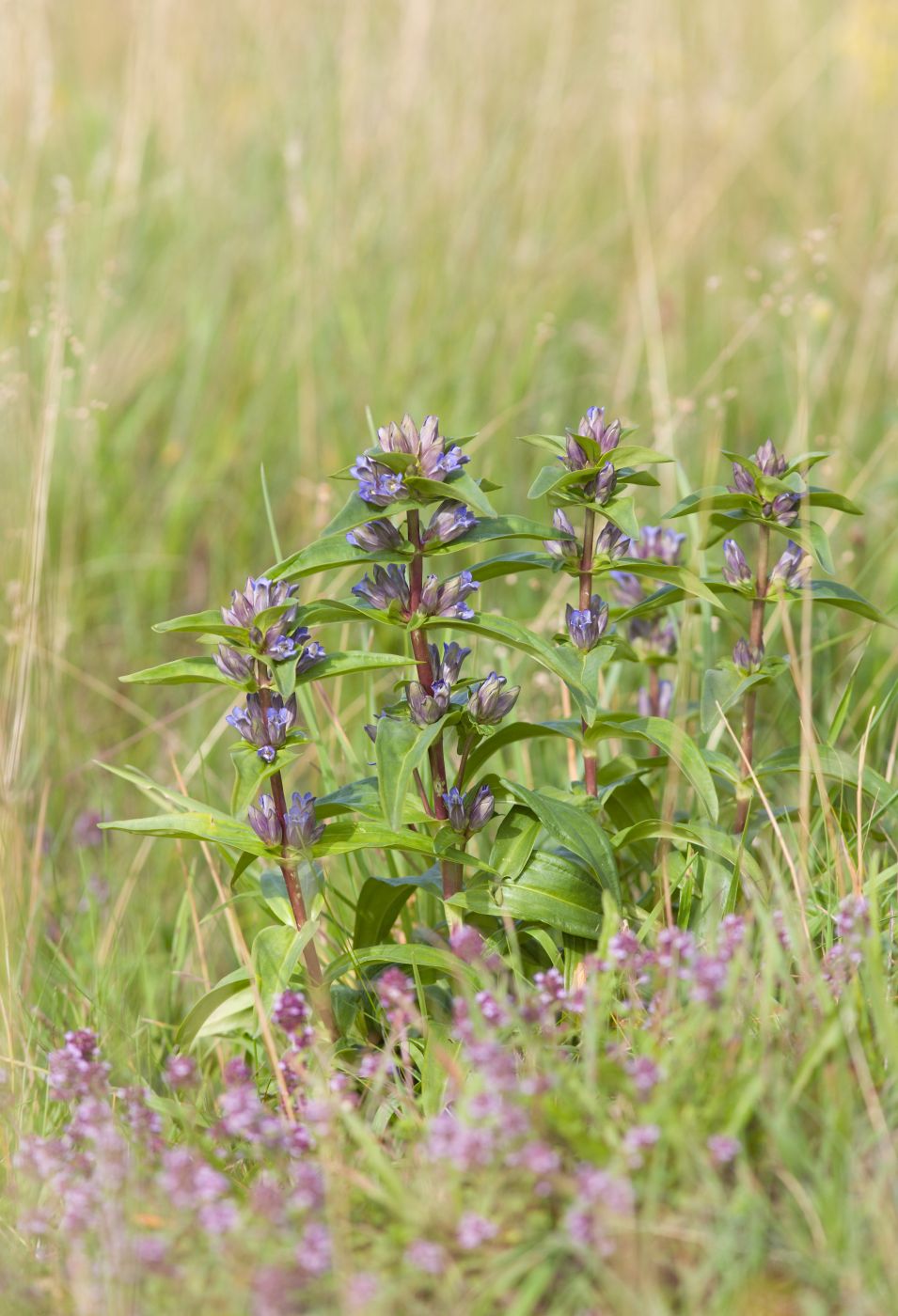 <p><strong>Hořec křížatý</strong> <em>(Gentiana cruciata)</em> dostal své jméno podle listů, které rostou křižmostojně. Rostlina je ohrožena zánikem přirozených míst výskytu.<em> (foto: Denisa Mikešová)</em></p>