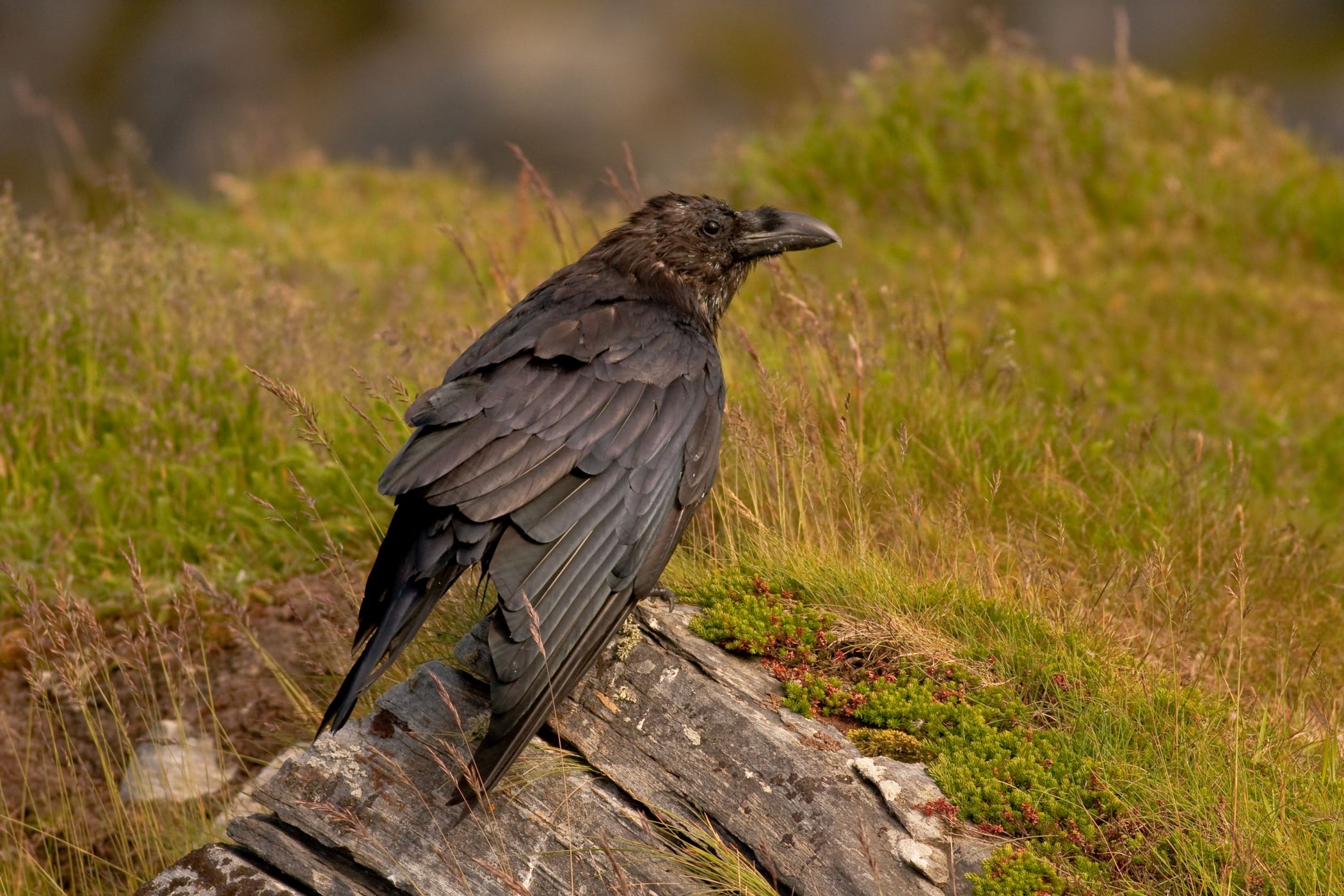 <p>Na Vrchbělé se můžete setkat i s největším pěvcem České republiky – <strong>krkavcem velkým</strong> <em>(Corvus corax). </em><em>(foto: Luboš Vaněk)</em></p>