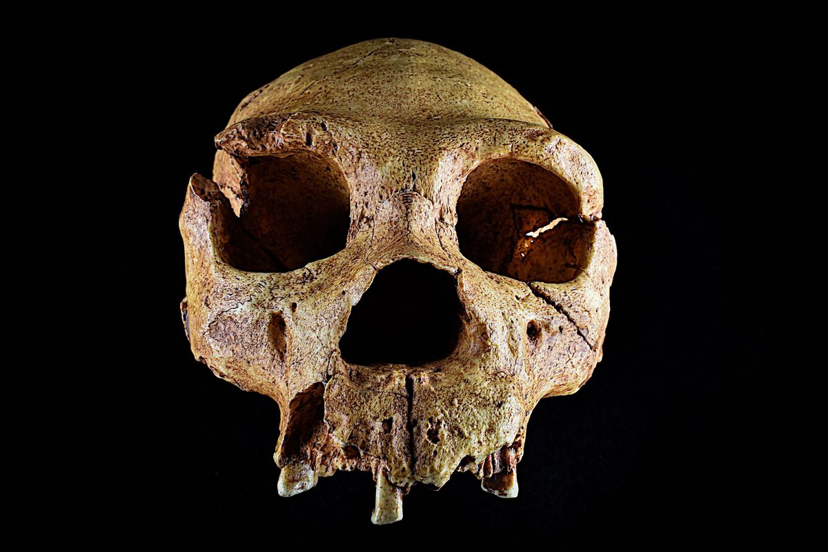 <p>Lebka člověka heidelberského. <em>(foto: Wikimedia Commons, José-Manuel Benito Álvarez, CC BY-SA 2.5)</em></p>