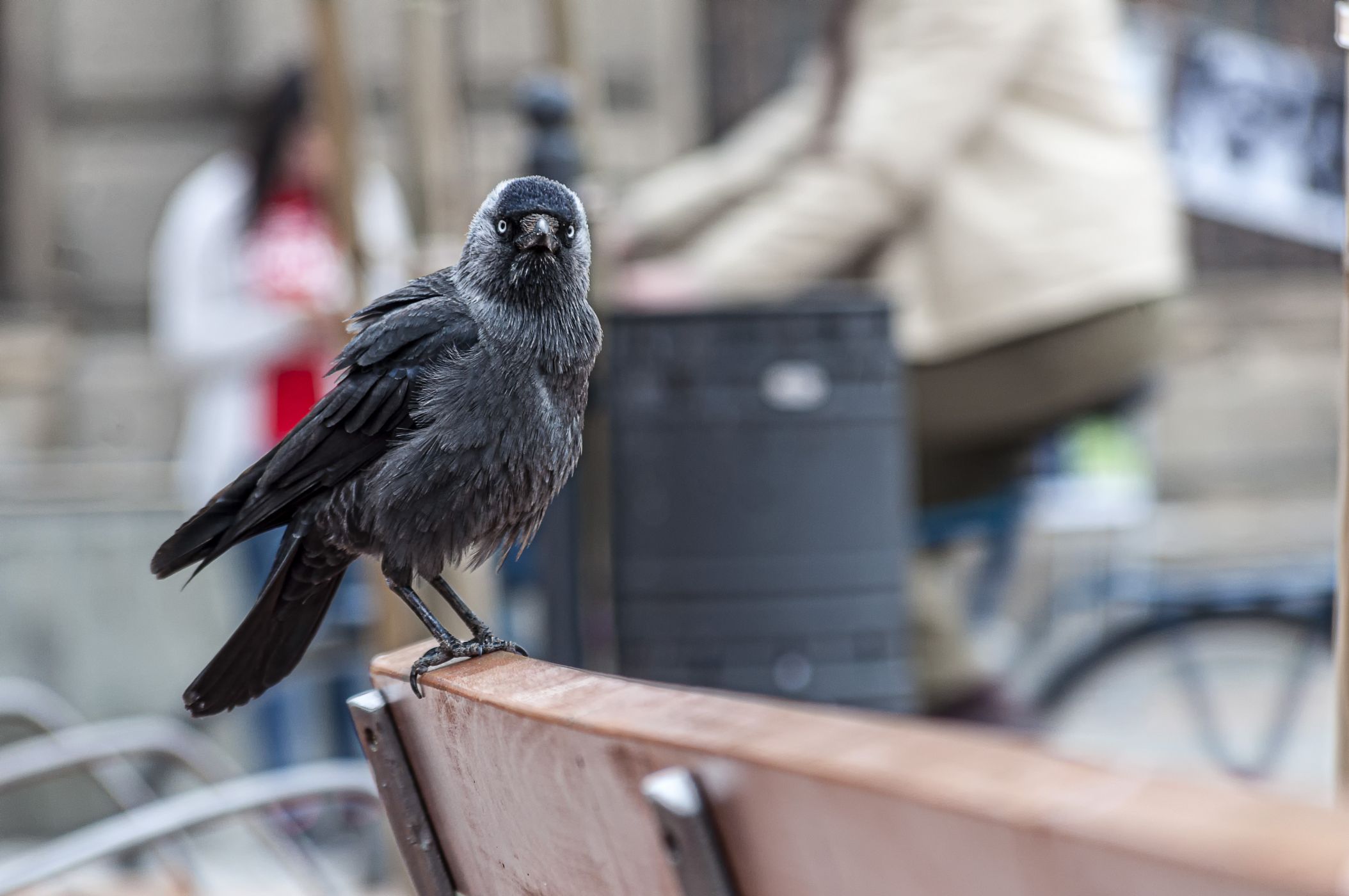 <p>Ačkoli to dříve nebývalo běžné, dnes můžete kavky běžně vídat ve městech.<em> (foto: Shutterstock)</em></p>