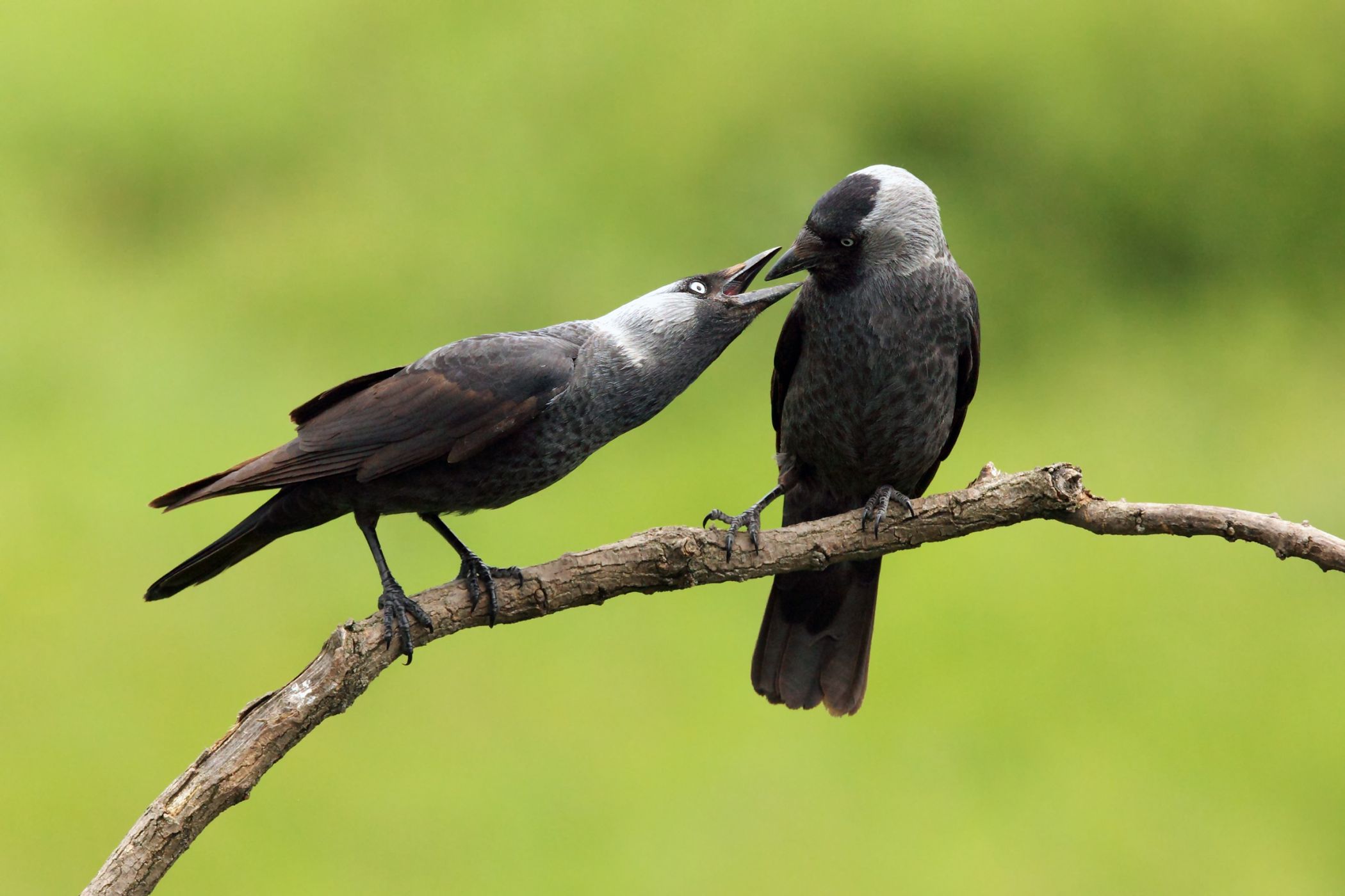 <p>V párech žijící kavky spolu tráví prakticky celý život.<em> (foto: Shutterstock)</em></p>