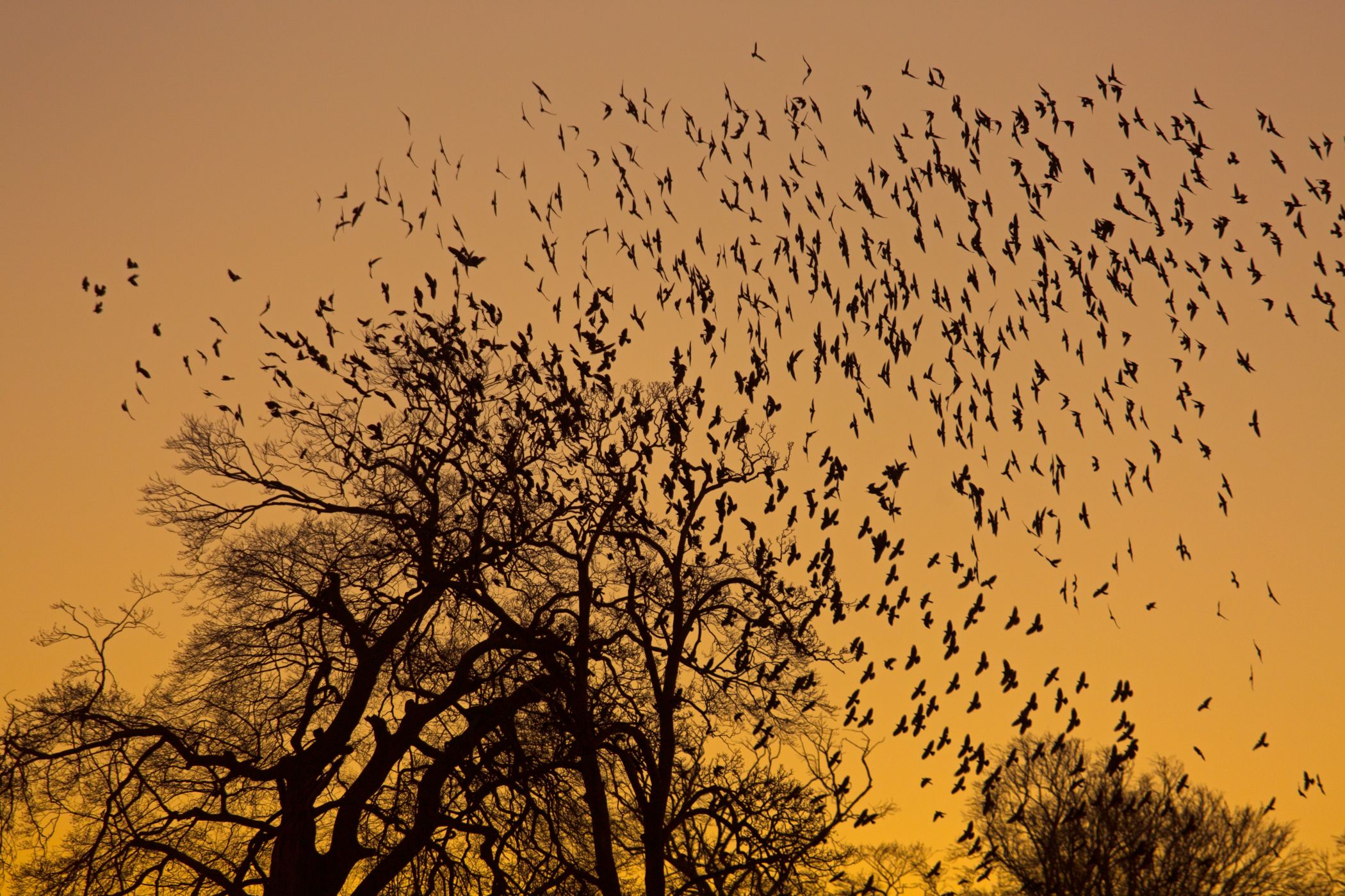 <p>Hejno kavek se chystá ke společnému nocování v korunách stromů.<em> (foto: Shutterstock)</em></p>