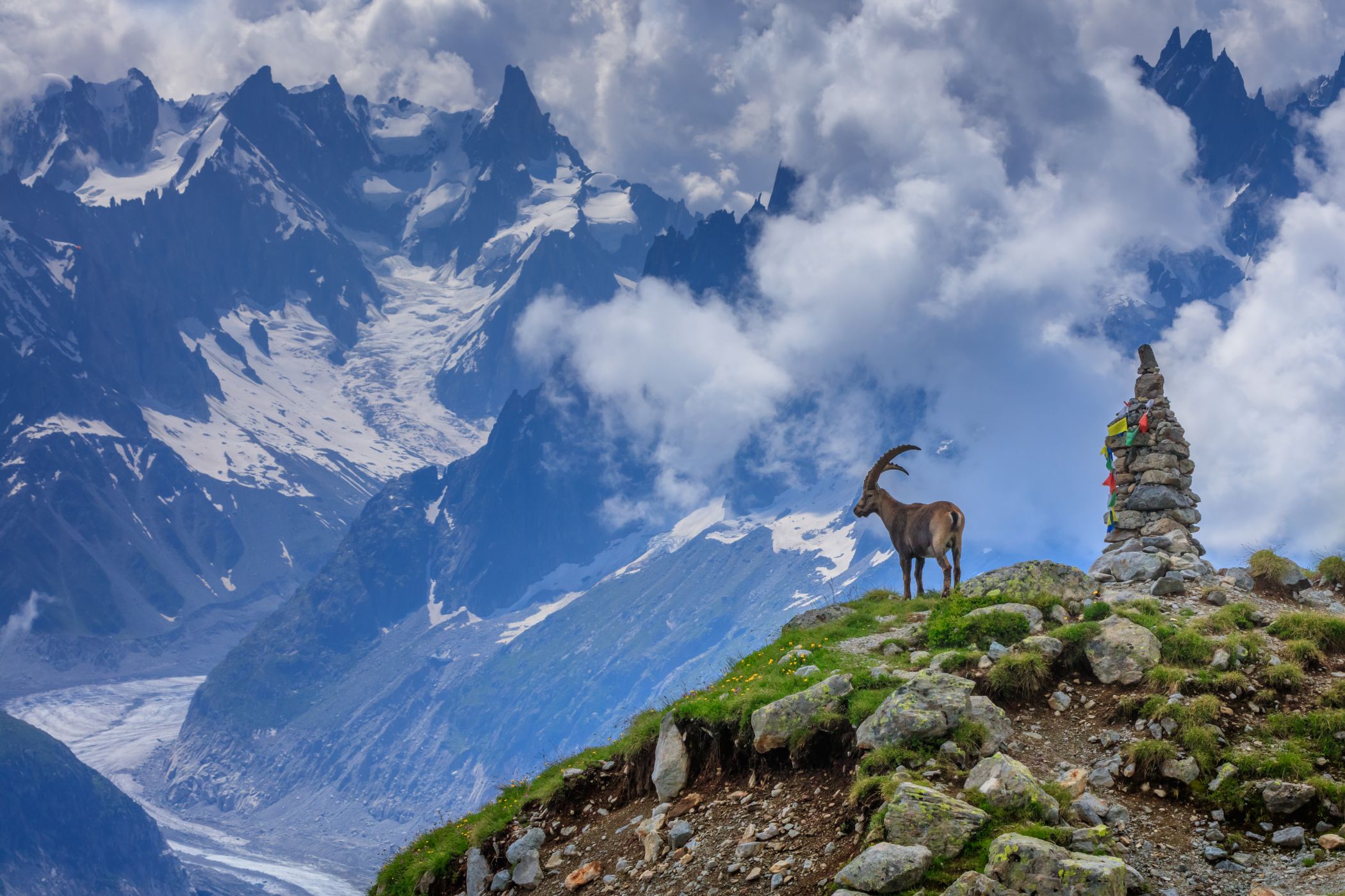 <p>Kozorožec ve francouzské části Alp. V pozadí masiv Mont Blancu.<em> (foto: Shutterstock)</em></p>