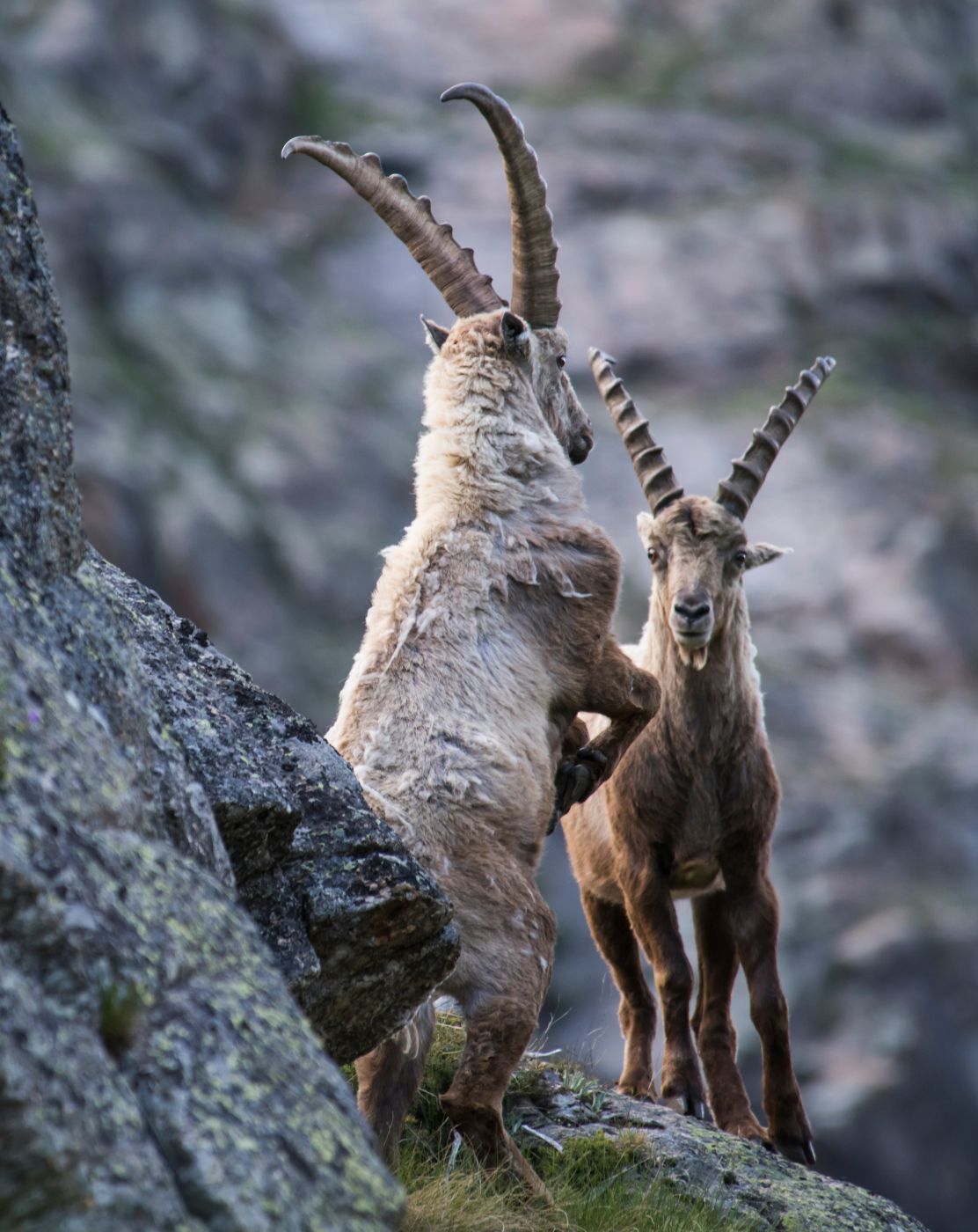 <p>Dva samci při jednom z typických soubojů.<em> (foto: Shutterstock)</em></p>