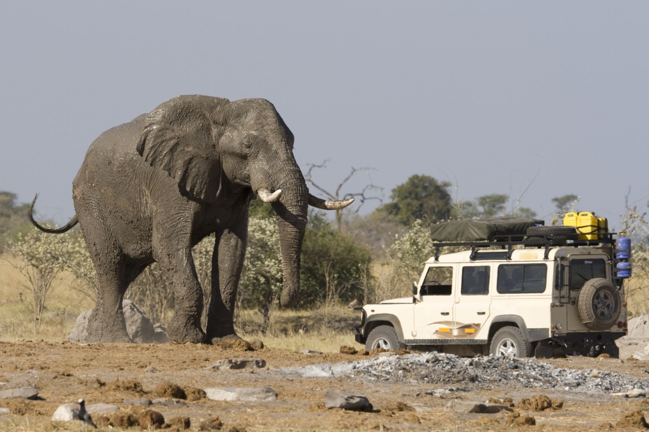 <p>Při konfrontaci s automobilem vyniká, jak jsou někteří afričtí sloni obrovští.<em> (foto: Shutterstock)</em></p>