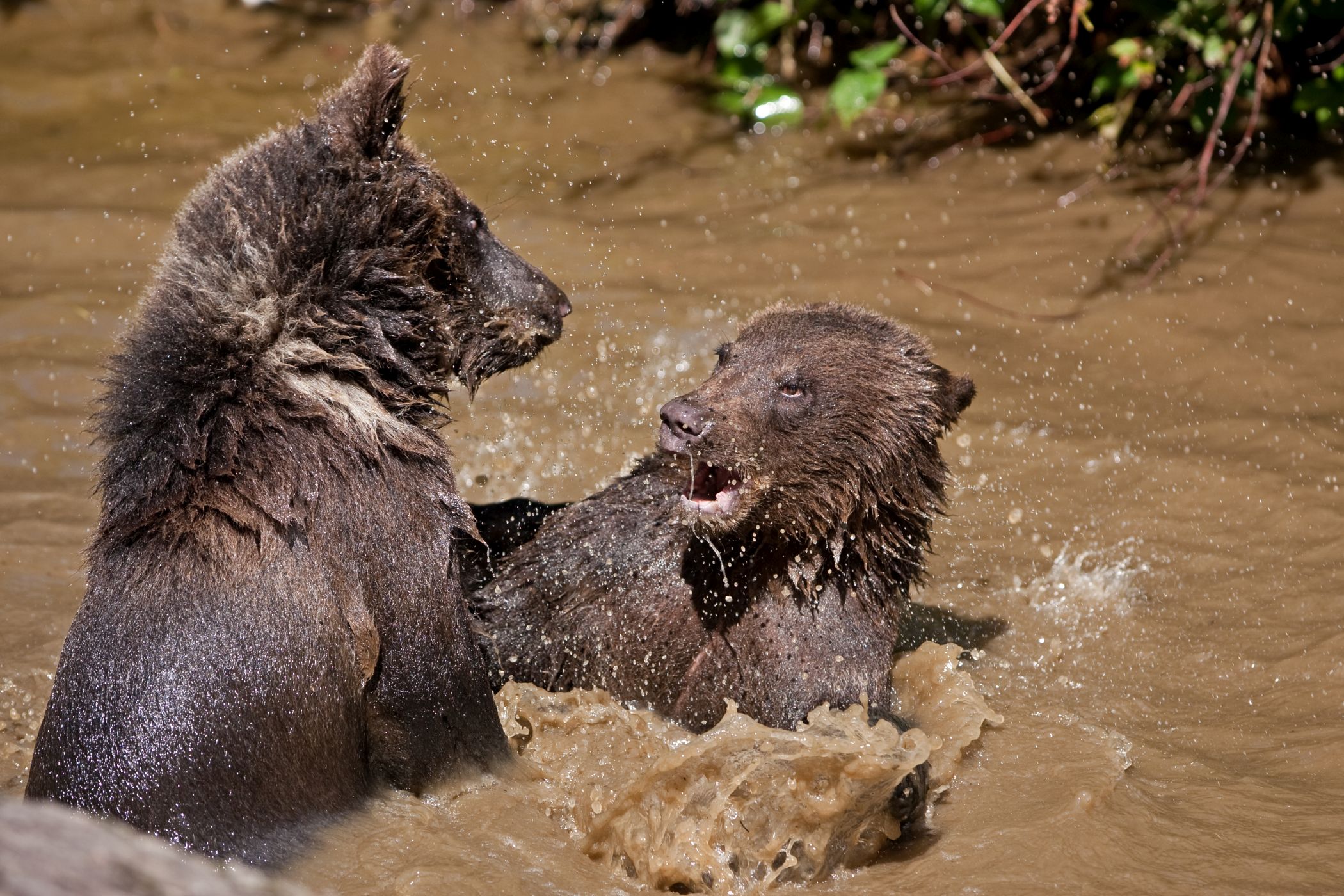 <p>Mláďata v Bavorském parku využila za horkých letních dní rybníček k ochlazení a vzájemné šarvátce.<em> (foto: Martin Procházka - se souhlasem k publikování)</em></p>