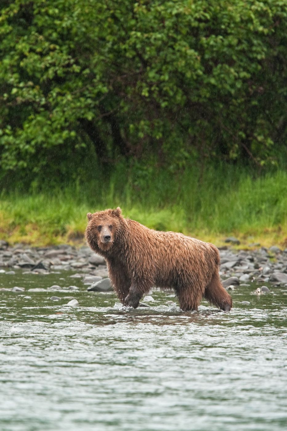 <p>Medvěd grizzly na Aljašce přišel k řece Russian, aby mohl hodovat na zbytcích lososů, které zde zanechali rybáři.<em> (foto: Martin Procházka - se souhlasem k publikování)</em></p>