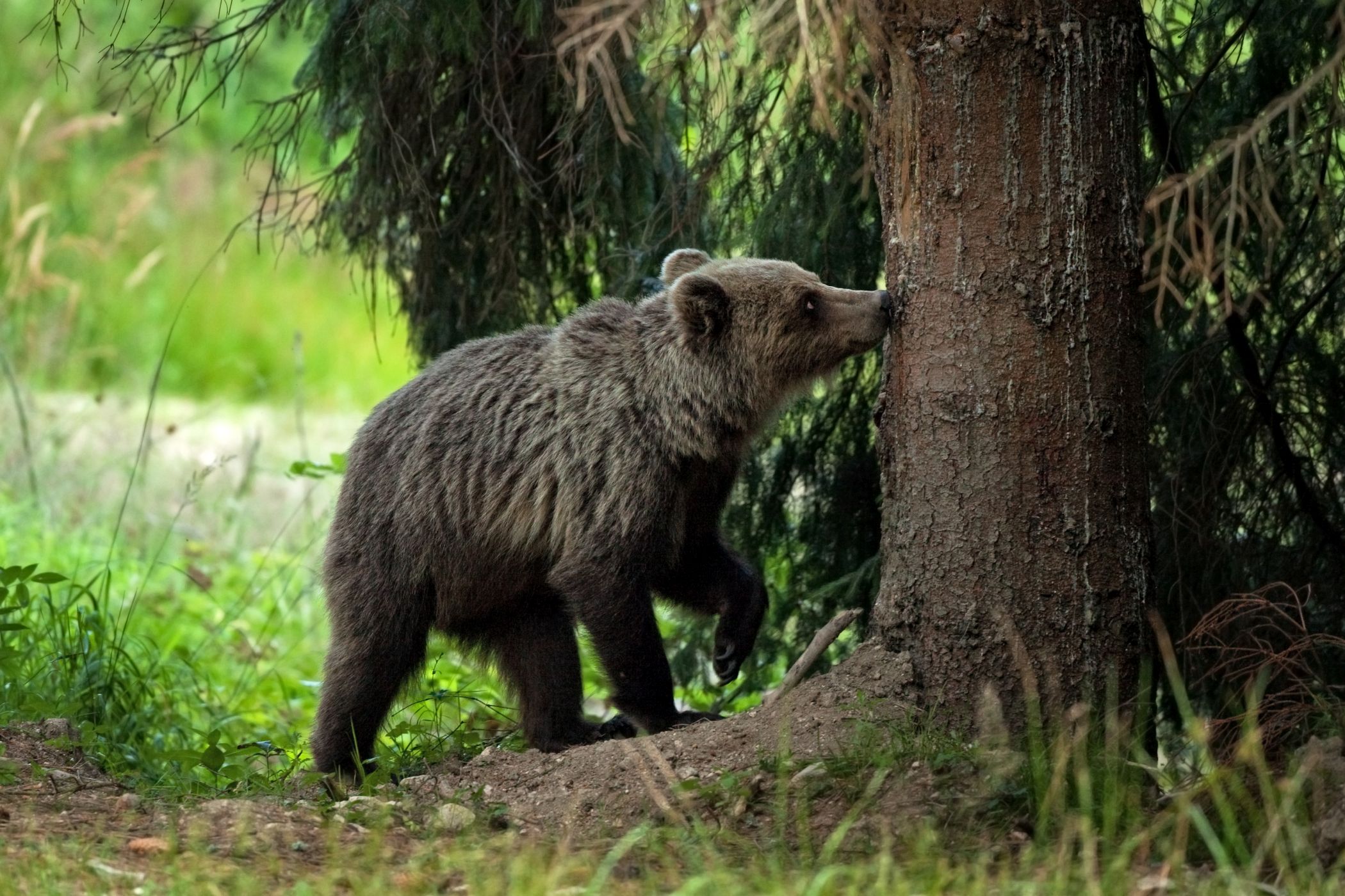 <p>Čekal jsem, odkud medvěd vyleze, nakonec se vynořil z podrostu kousek od mého stanoviště, očichal strom, označkoval a šel dál.<em> (foto: Martin Procházka - se souhlasem k publikování)</em></p>
