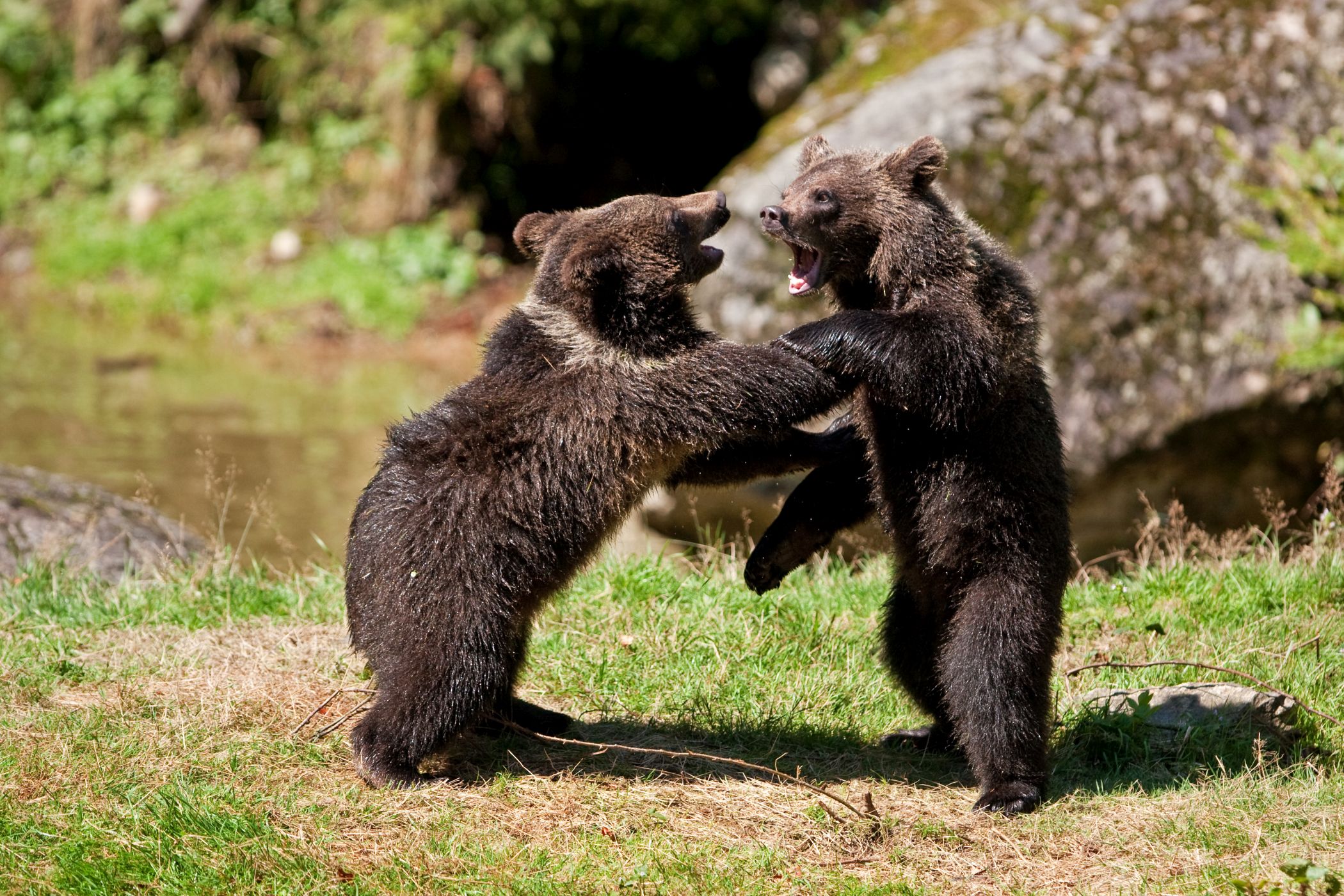 <p>Mláďata stráví většinu aktivního dne hraním a souboji, které je ovšem připravují na život v dospělosti.<em> (foto: Martin Procházka - se souhlasem k publikování)</em></p>