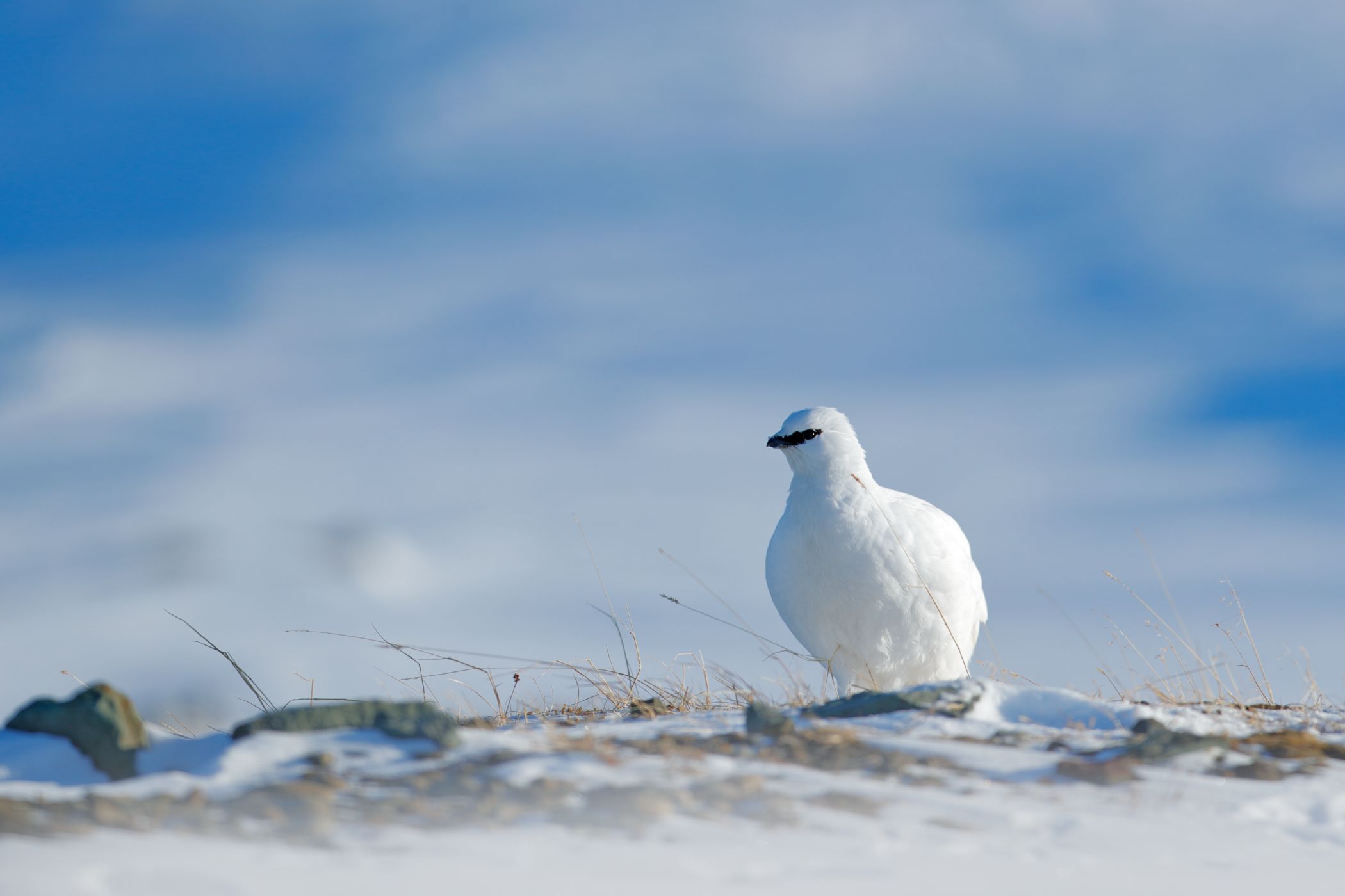 <p><strong>Bělokur horský</strong><em> (Lagopus muta hyperborea)</em> – jediný pták, který se na Špicberkách zdržuje přes zimu.<em> (foto: Ondřej Prosický - se souhlasem k publikování)</em></p>