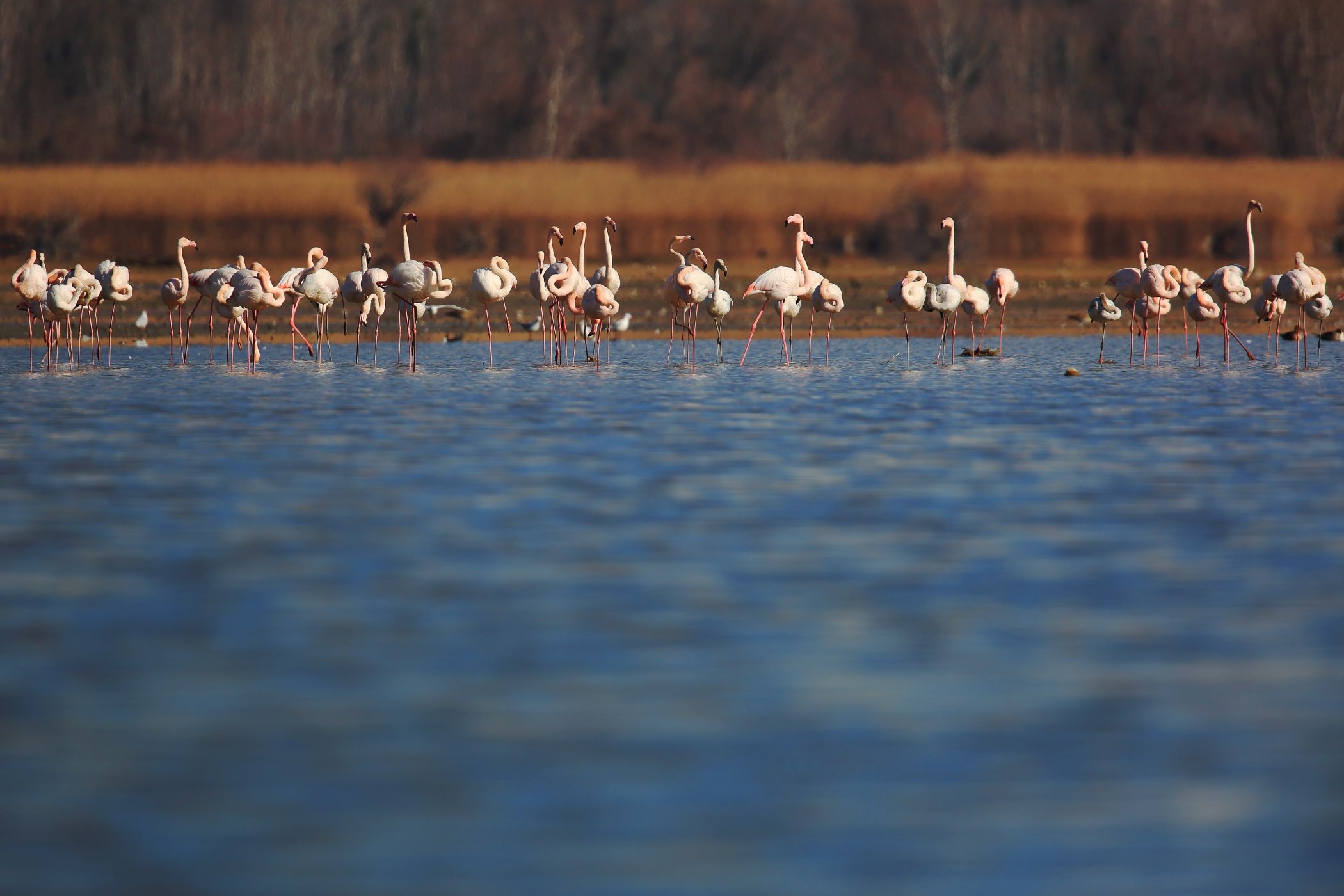 <p>Jezero Kerkini patří k jednomu z balkánských zimovišť plameňáků růžových <em>(Phoenicopterus roseus)</em>. Vyhřáté mělké pobřežní vody jim i v zimním čase skýtají dostatek potravy. <em>(foto: Vladimír Šoltys - se souhlasem k publikování)</em></p>