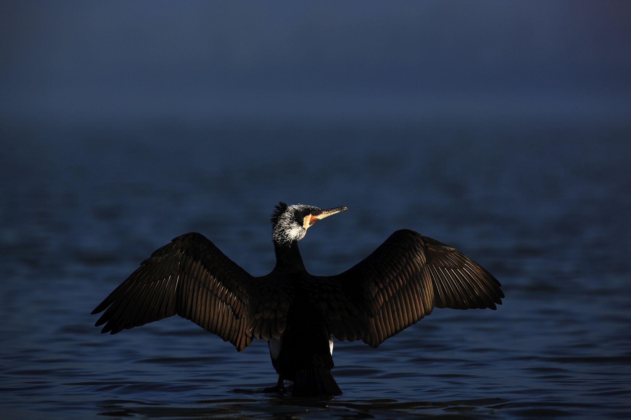 <p>Kormorám velký <em>(Phalacrocorax carbo)</em> nemá peří promaštěné tukem z kostrční žlázy, což zlepšuje jeho potápěčské schopnosti. Peří si ale pak musí na slunci usušit. <em>(foto: Vladimír Šoltys - se souhlasem k publikování)</em></p>