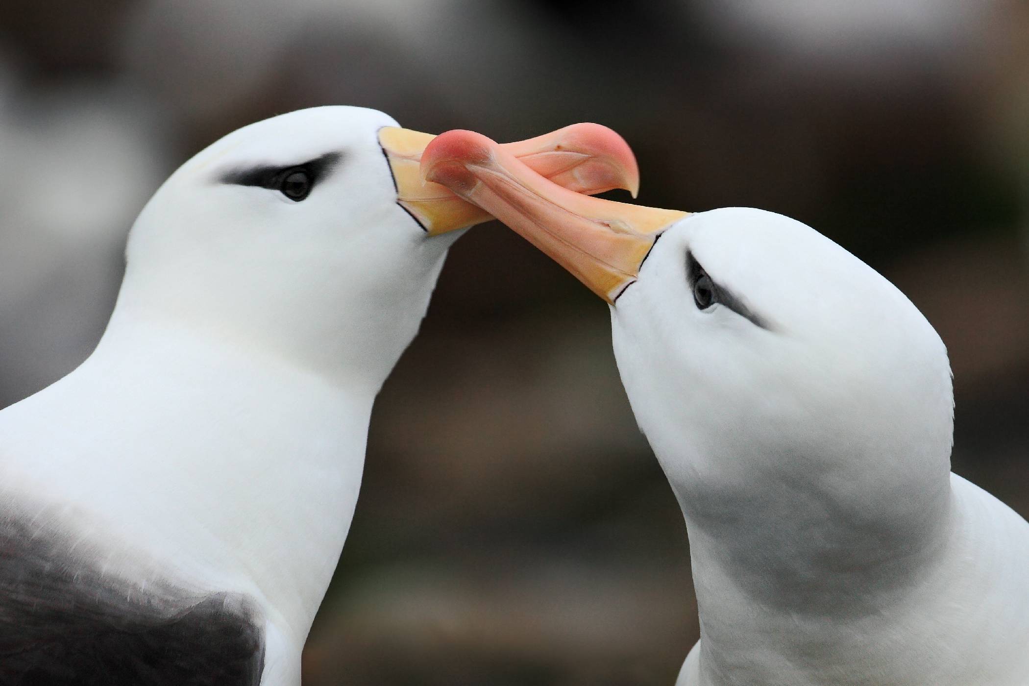 Zobákem o zobák -<p>Albatrosi projevují vzájemnou náklonnost třením zobáků</p>