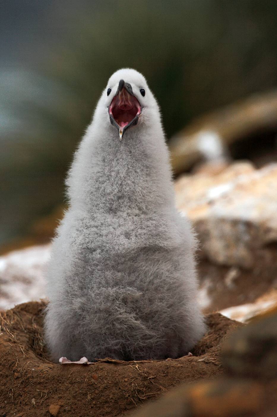 Hlučné mládě -<p>Ukřičené mládě albatrosa černobrvého v typickém hnízdě – komínku vystaveném z bláta a trávy</p>