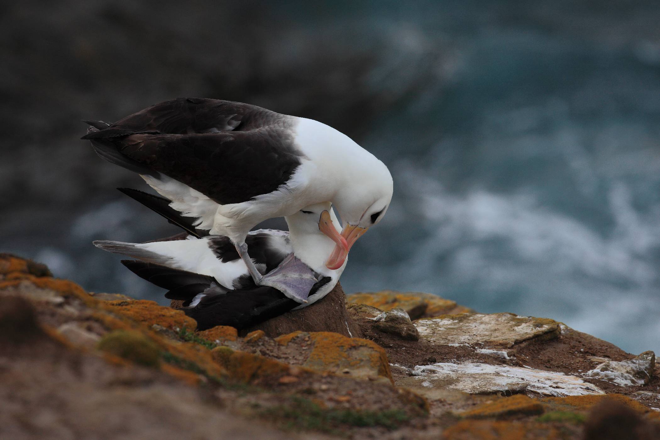 Milostná scéna -<p>Páření albatrosů nad rozbouřeným mořem</p>