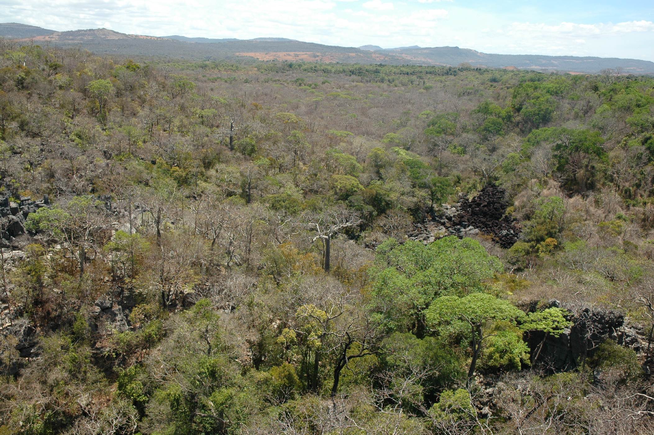 Národní park Ankarana -<p>Adansonia perrierii je vzácným druhem severovýchodu Madagaskaru. Roste ve světlých opadavých lesích, kde prší od prosince do února a teploty nikdy neklesají pod 22 ˚C</p>