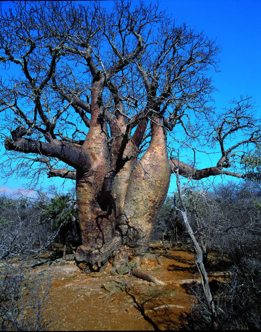 ¨Národní park Tsimanampetsotsa -<p>Adansonia rubrostipa obývá nejsušší, jihozápadní část Madagaskaru. Prší zde jen několik dní v roce, buď v lednu, nebo v únoru, ale nemusí zapršet vůbec. Pokud déšť přijde, má přívalový charakter, zbičuje vyschlou zem a voda zmizí v písku nebo v krasovém vápenci</p>