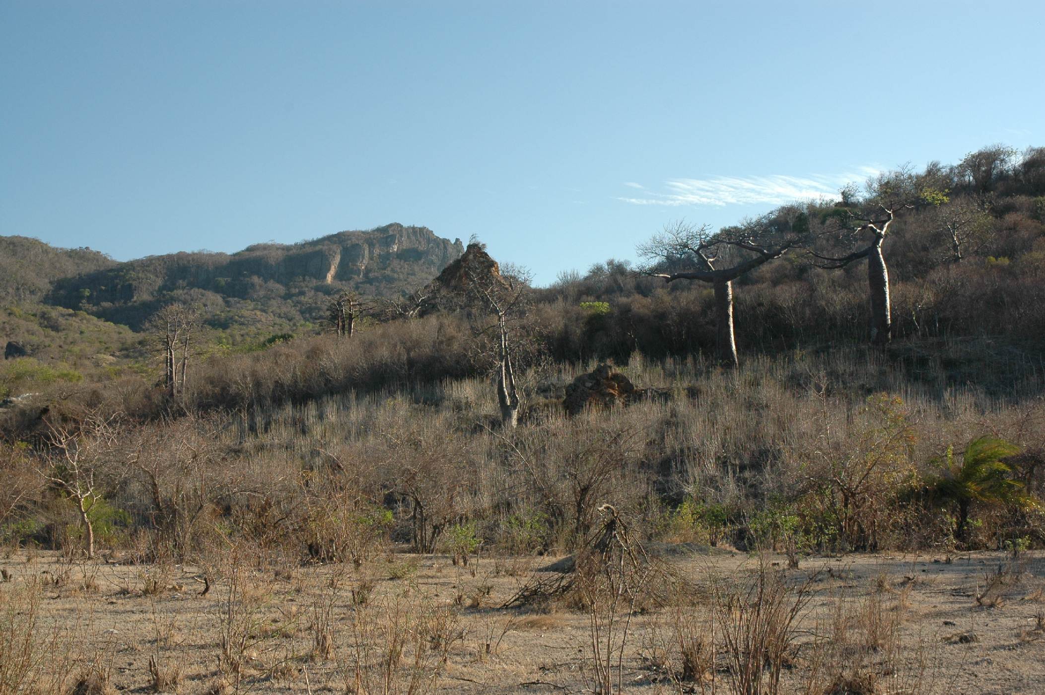 Nejohroženější druh -<p>Nejohroženější baobab A. suarezensis ze severního cípu Madagaskaru. Vyskytuje se již jen na několika stanovištích, tato skupinka nejznámějších jedinců roste v Montagne d´ France a objevuje se na téměř všech publikovaných fotografiích o tomto druhu</p>