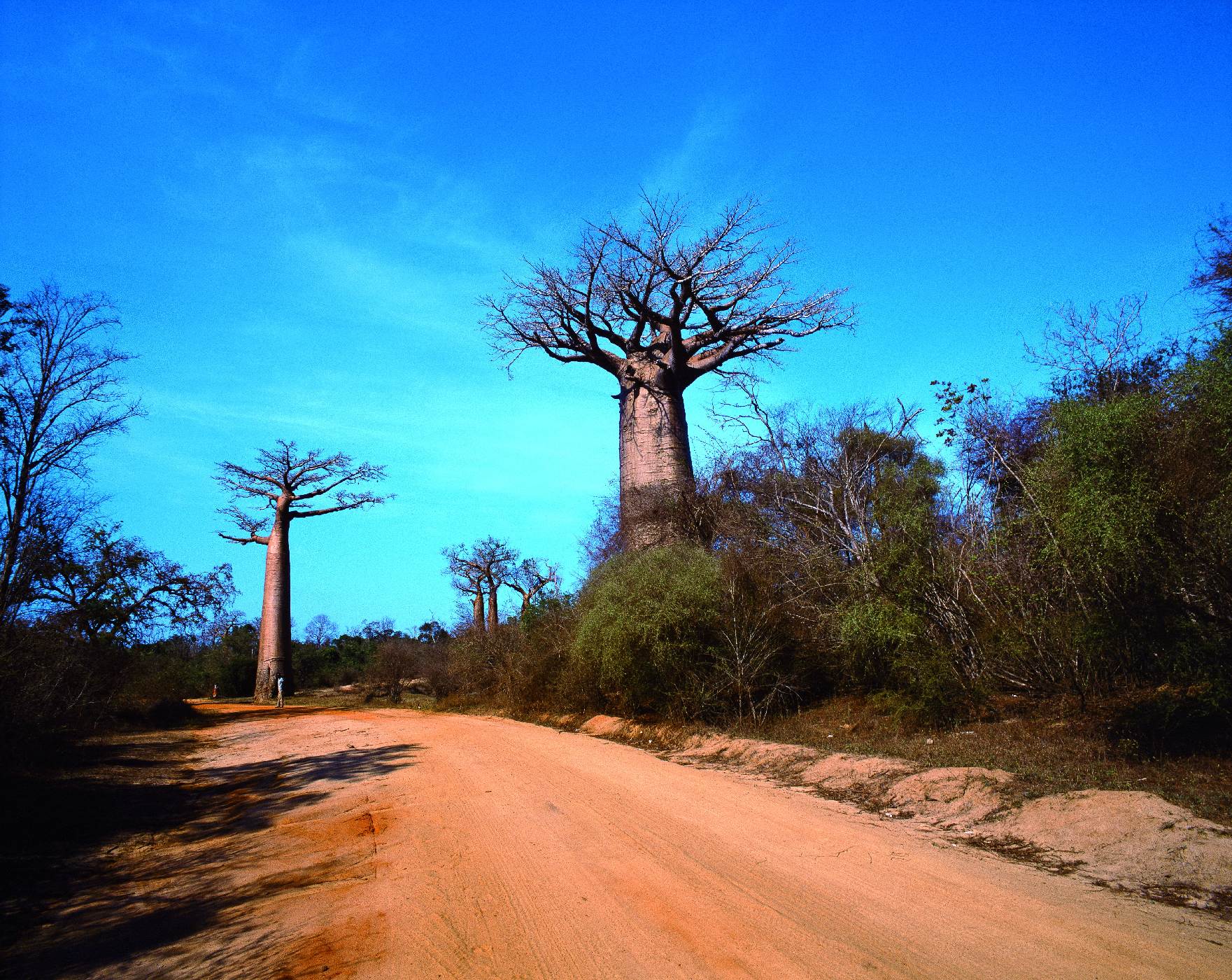 Běžně k vidění -<p>Adansonia za patří k mohutnějším a běžnějším druhům, rozšířeným po celém západním Madagaskaru</p>